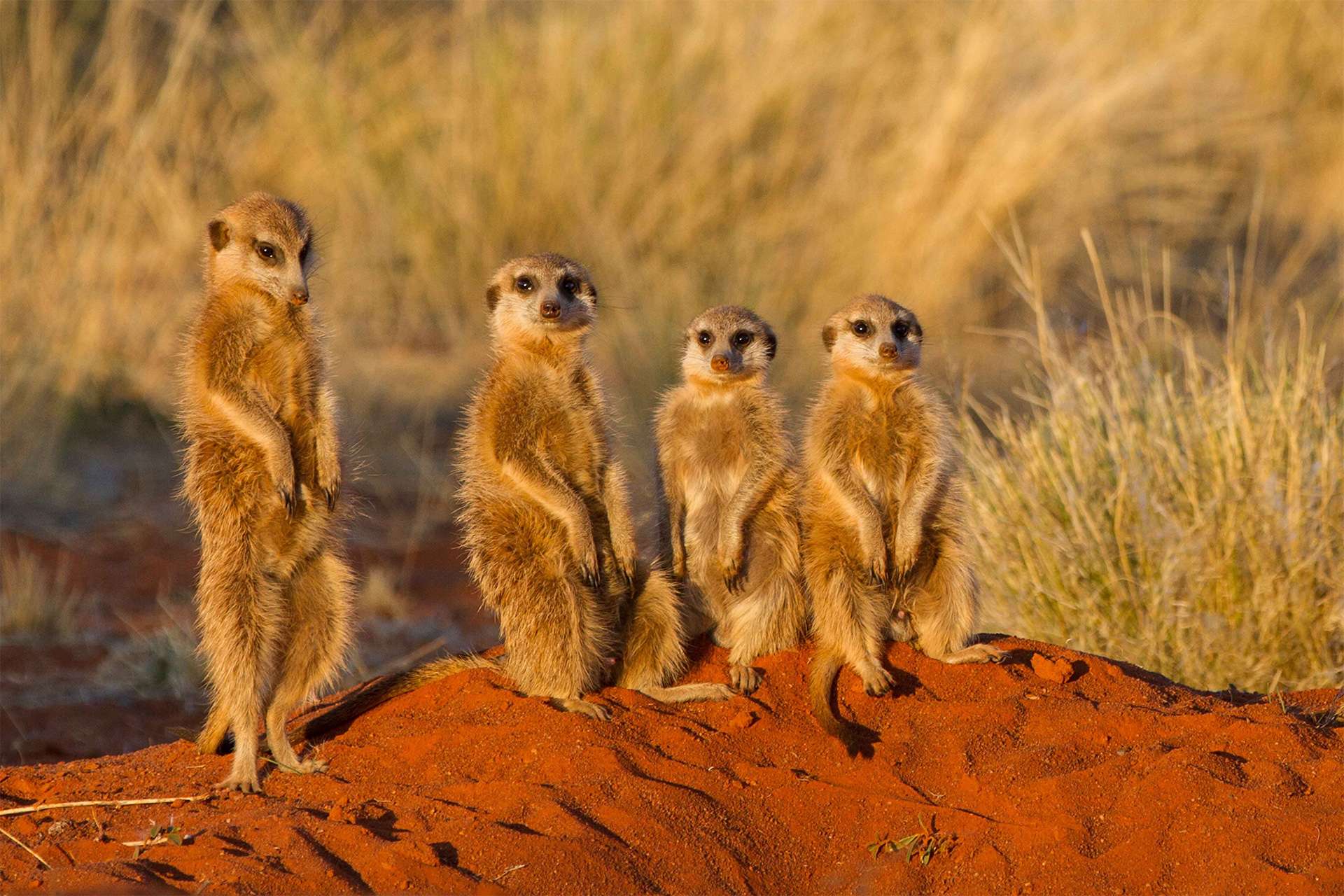Africa, meerkat, South Africa, wildlife