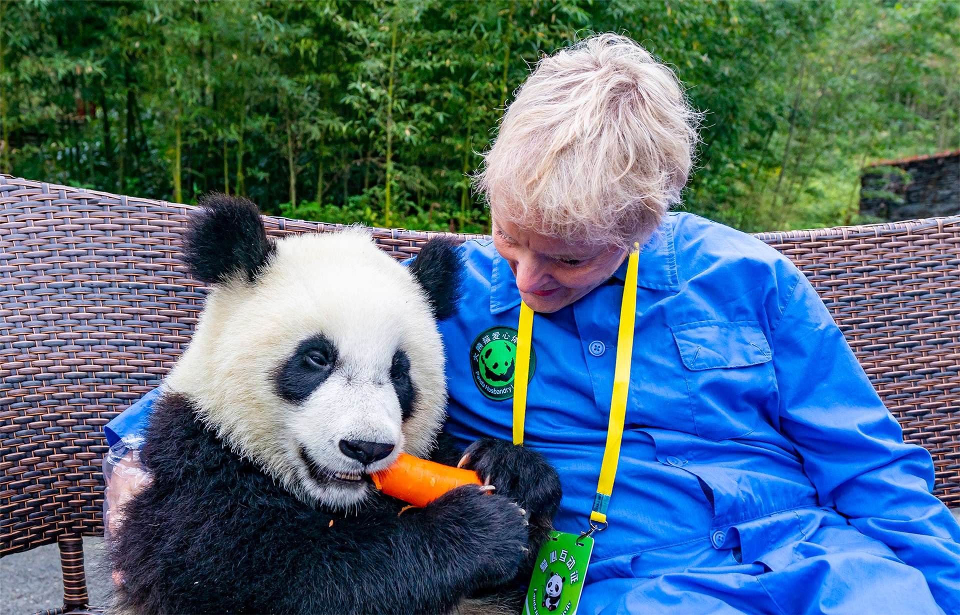 Nat Hab traveler woman visiting panda sanctuary in China feeding carrot to panda bear