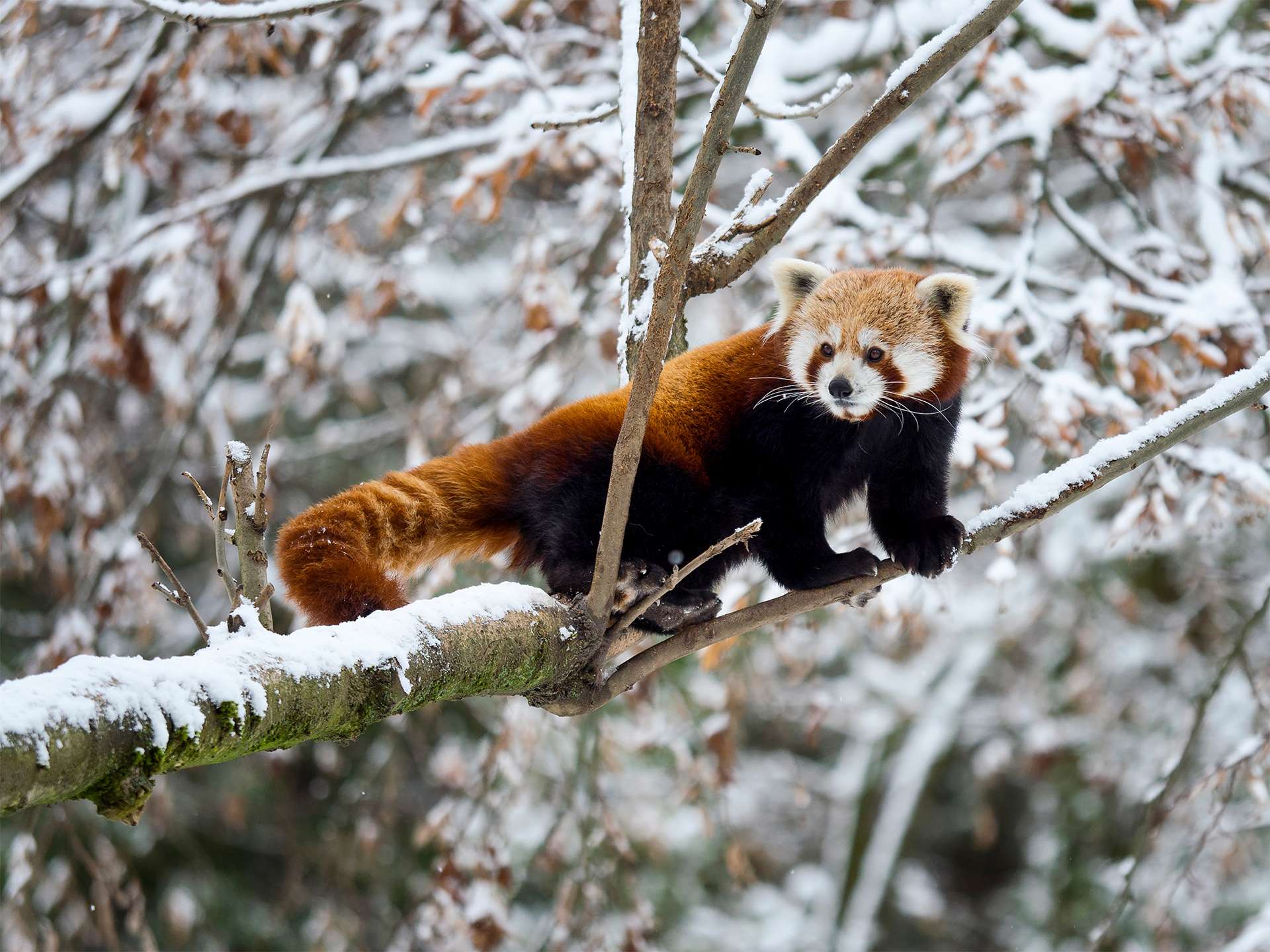 Red panda on a tree in the winter forest Himalaya snow covered branches cute and majestic 
