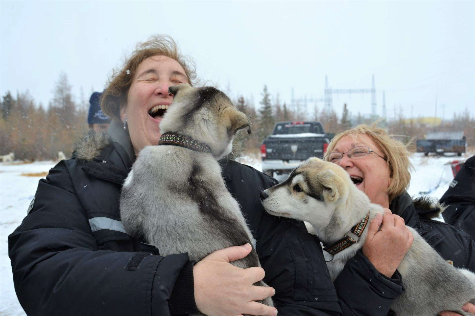 Sled dog puppies in Canada
