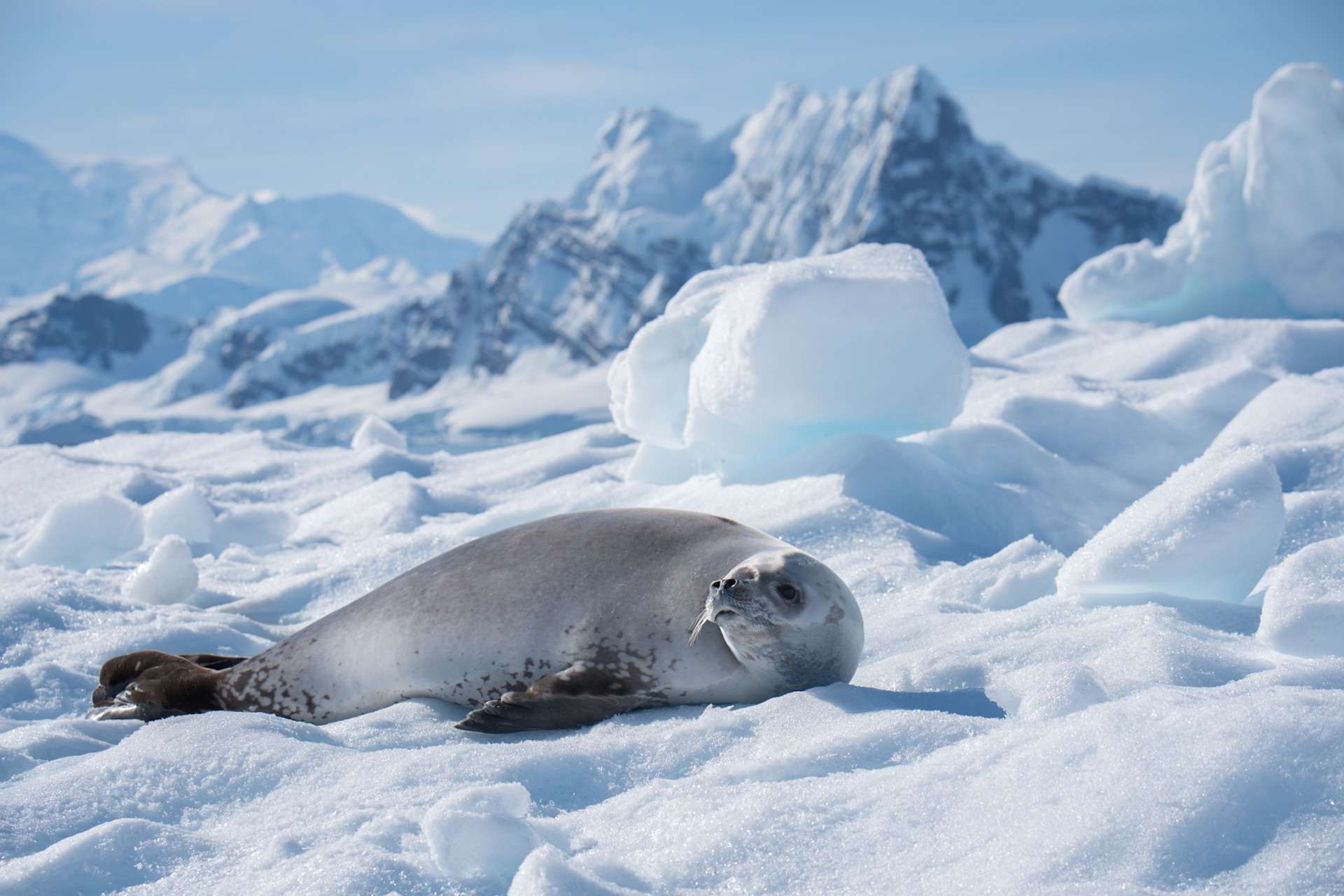 A seal in Antarctic.