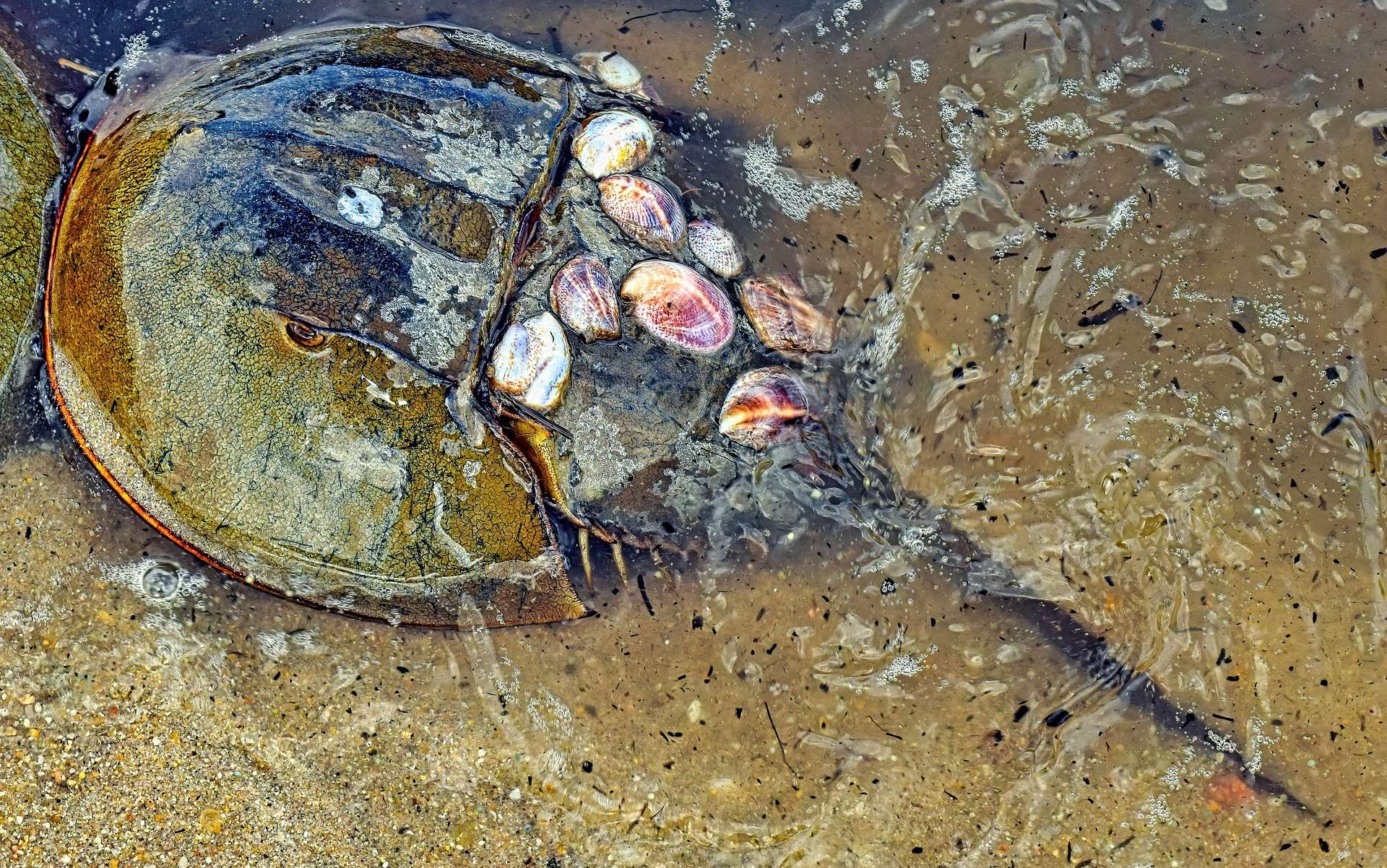 horseshoe crab TeamJiX