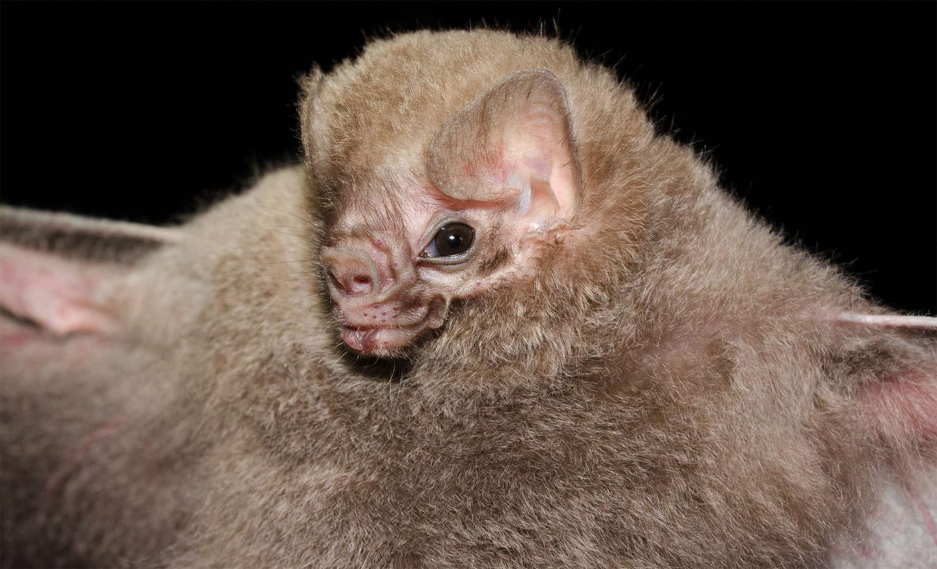 he Brazilian bat, hairy-legged vampire bat (Diphylla ecaudata) is one of three species of vampire bats. It mainly feeds on the blood of wild birds, but can also feed both on domestic bird