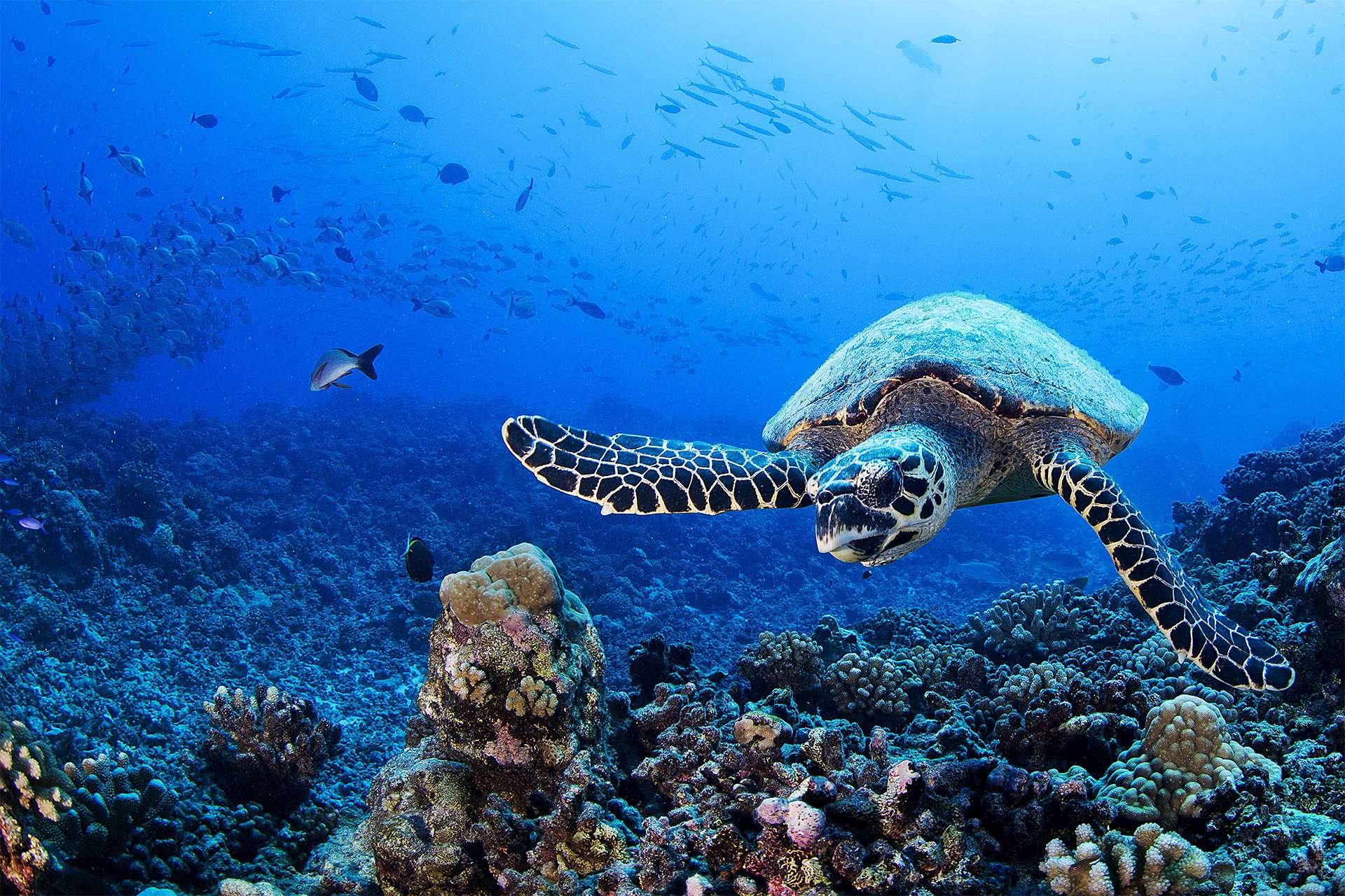 Sea Turtle French Polynesia TeamJiX