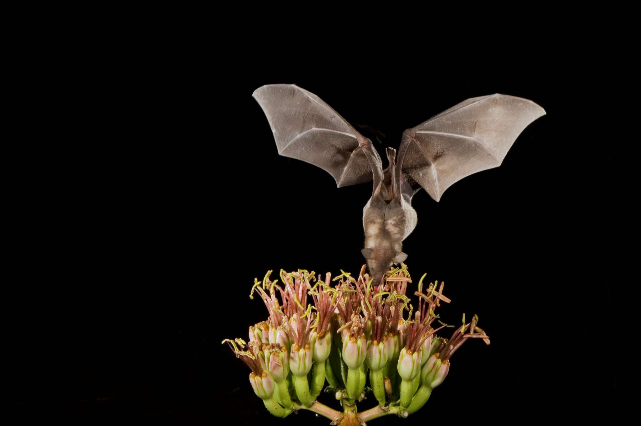 Lesser Long-nosed Bat, Leptonycteris curasoae, adult in flight at night feeding on Agave blossom (Agave spp.),Tucson, Arizona, USA, September 2006