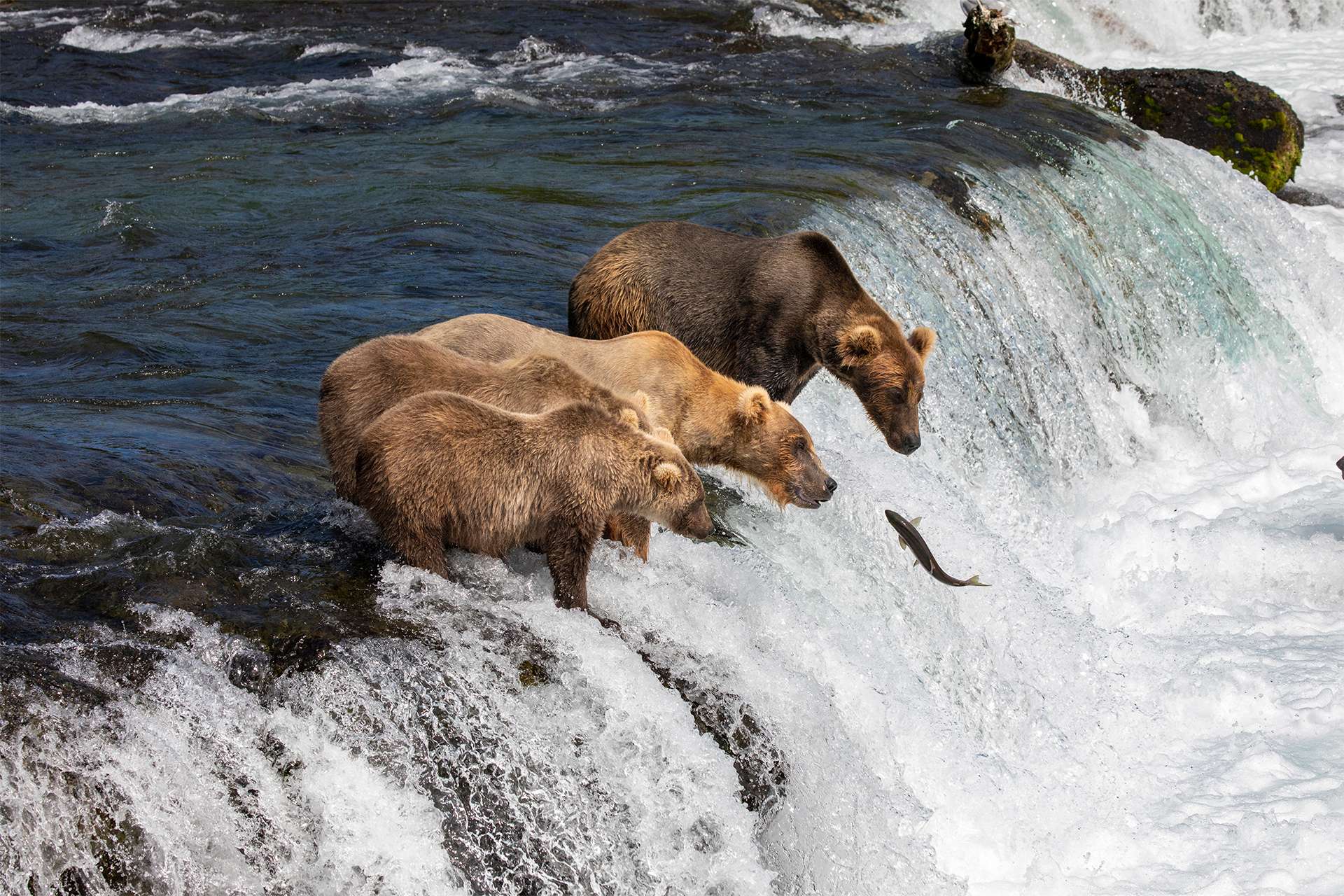 Brown bears grizzly bears hunting fish salmon brooks falls Alaska 