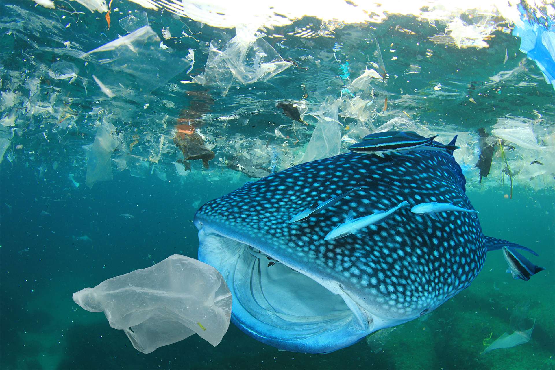 Plastic ocean pollution Whale Shark filter feeds in polluted ocean ingesting plastic TeamJiX