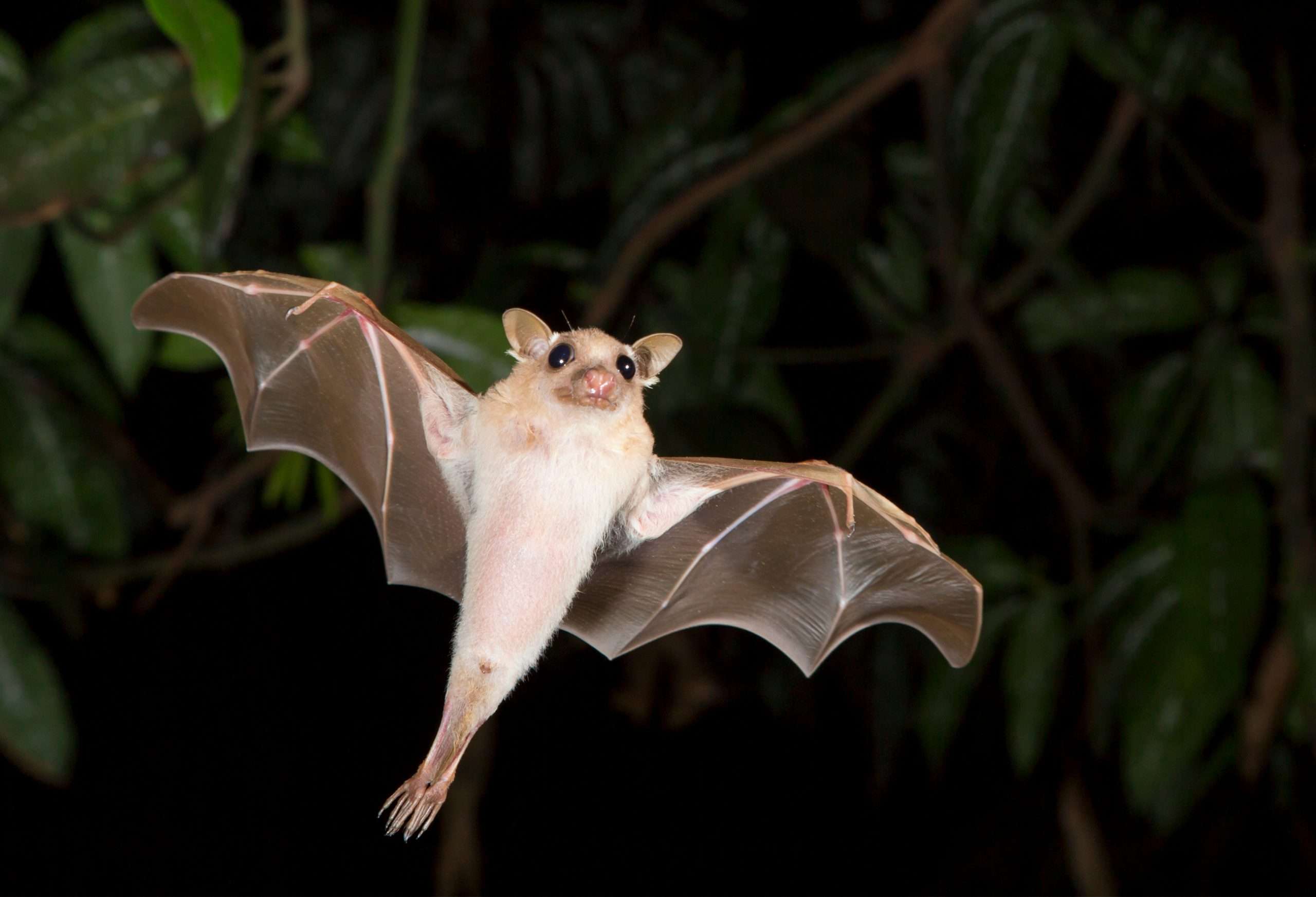 Dwarf epauletted fruit bat (Micropteropus pussilus) flying at night