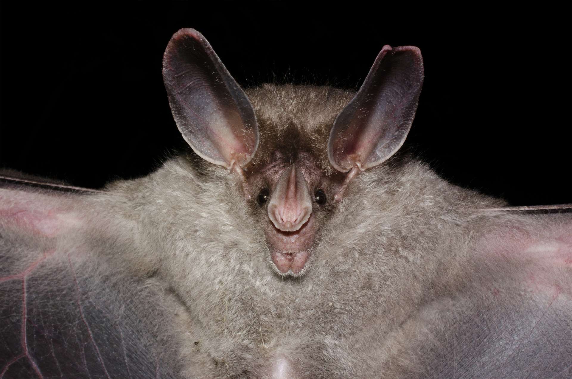 The big-eared woolly bat or (Peter's) woolly false vampire bat (