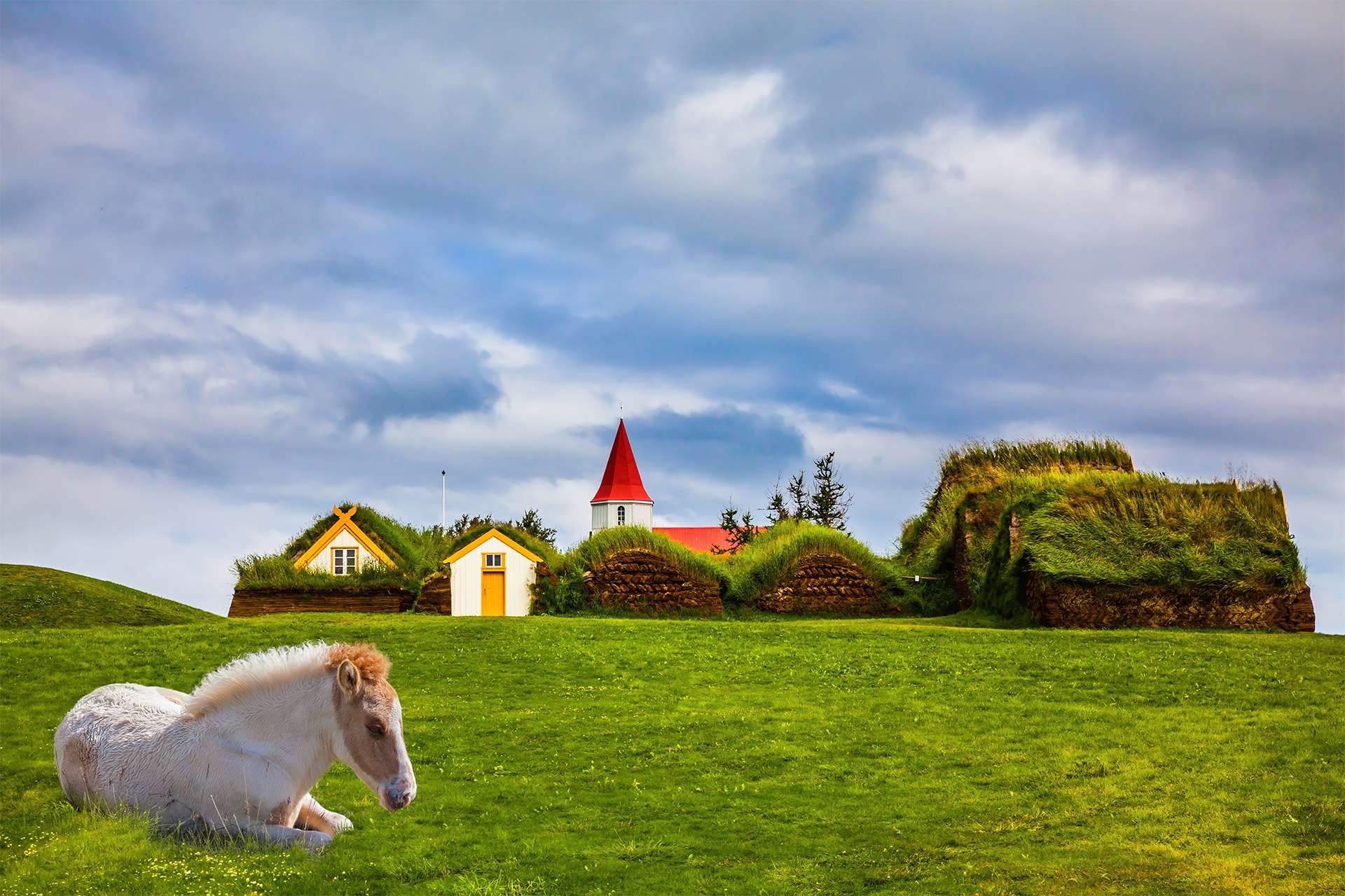 Ethnographic Museum-estate Glaumbaer, Iceland. Rural pastoral. Sleek Icelandic horse has a rest on a green lawn. The concept of the historical and cultural tourism