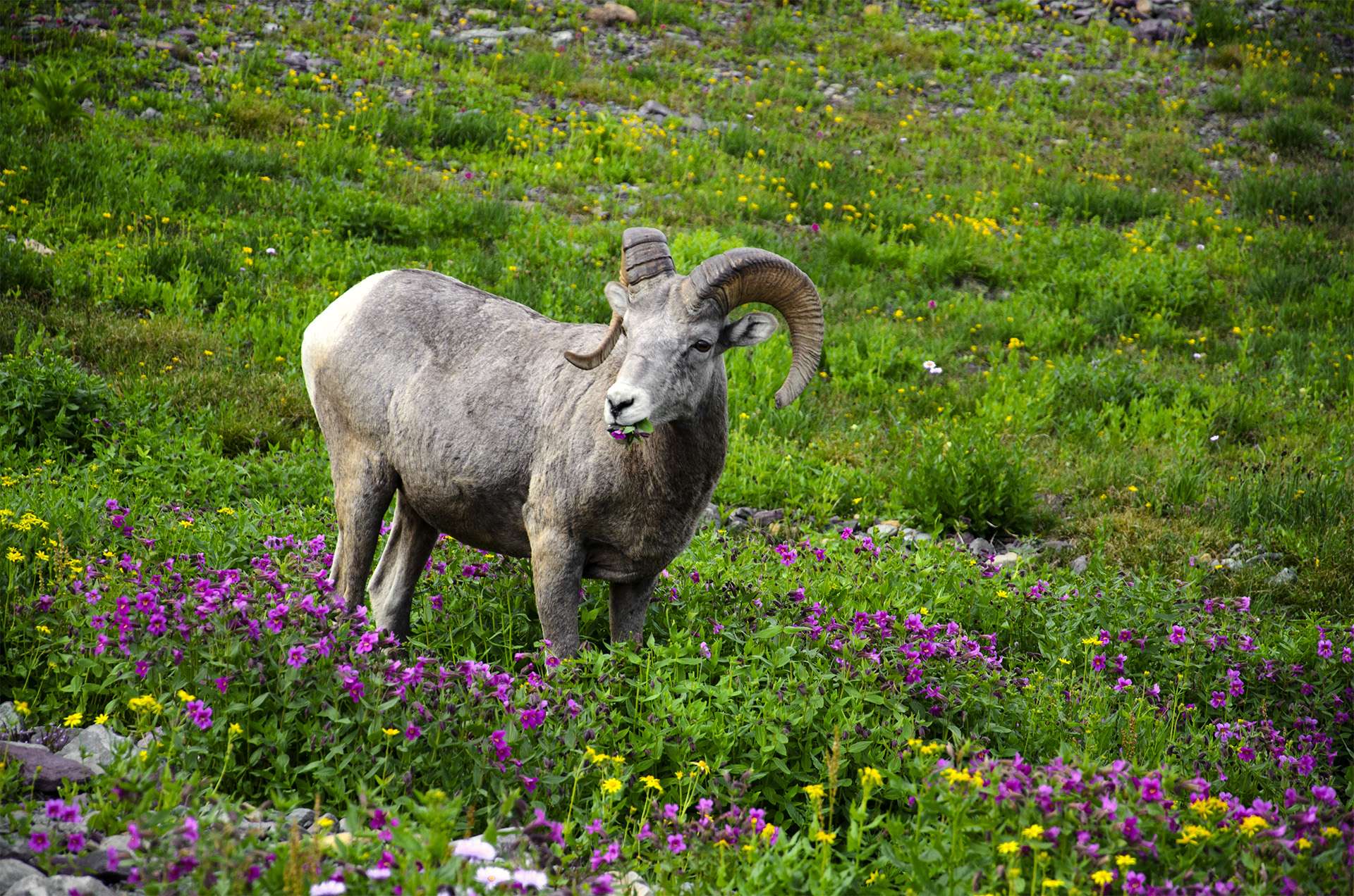 Big Horn Sheep Eating Flowers Canadian rockies