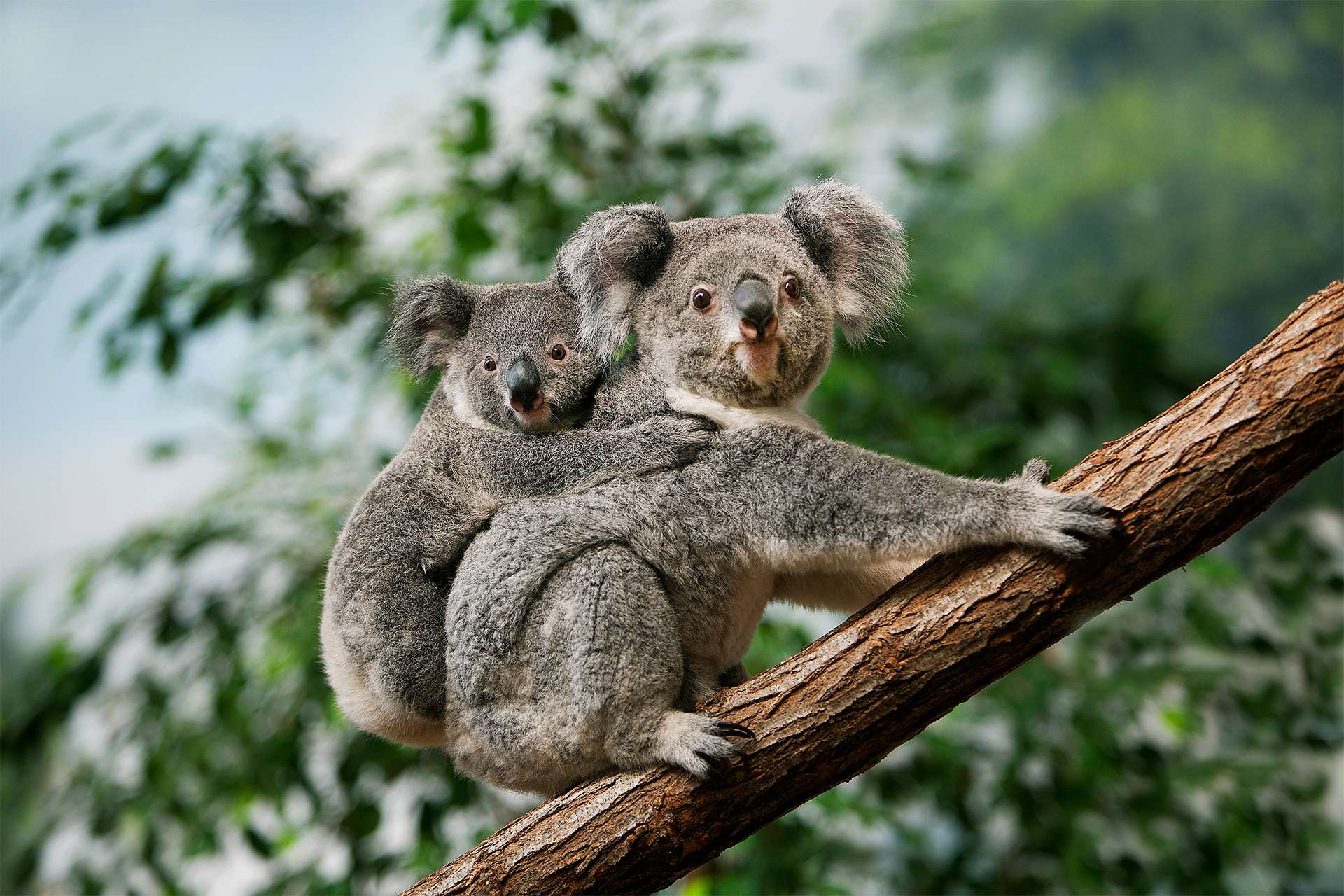Koala phascolarctos cinereus Female carrying Young on its Back Australia wildlife conservation travel Australian bushfires TeamJiX