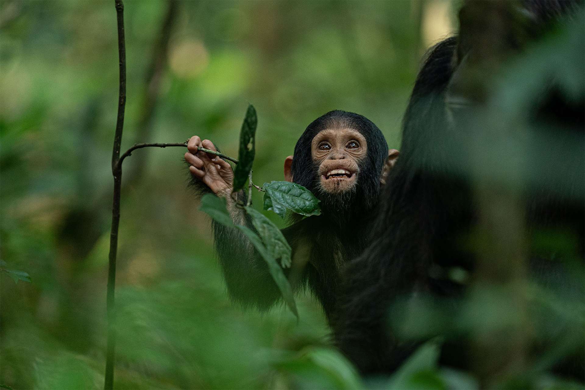 A baby chimp spotted on Nat Habs primate adventure Rain forest Africa TeamJiX