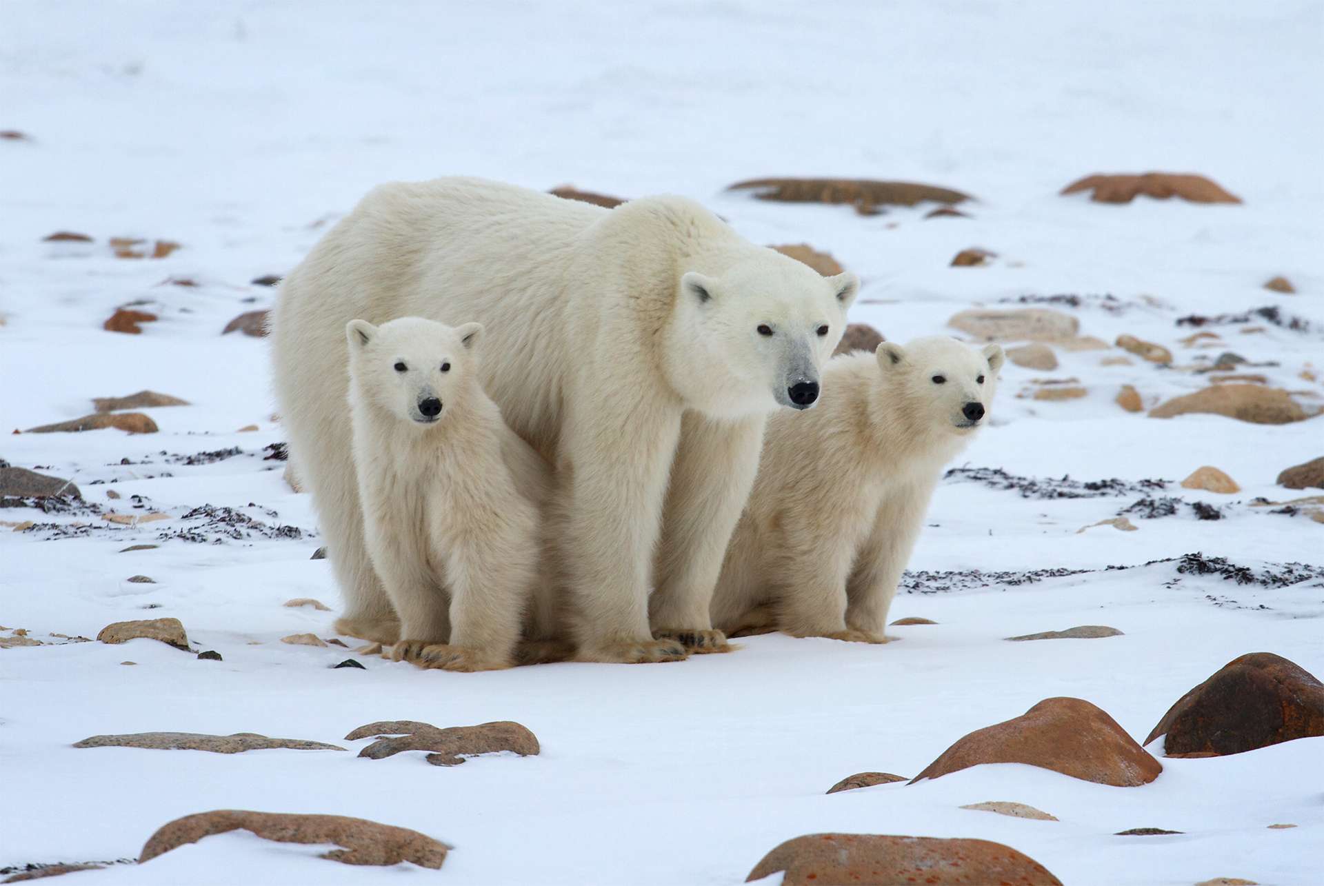 Polar bear cubs and mom Churchill Canada TeamJiX