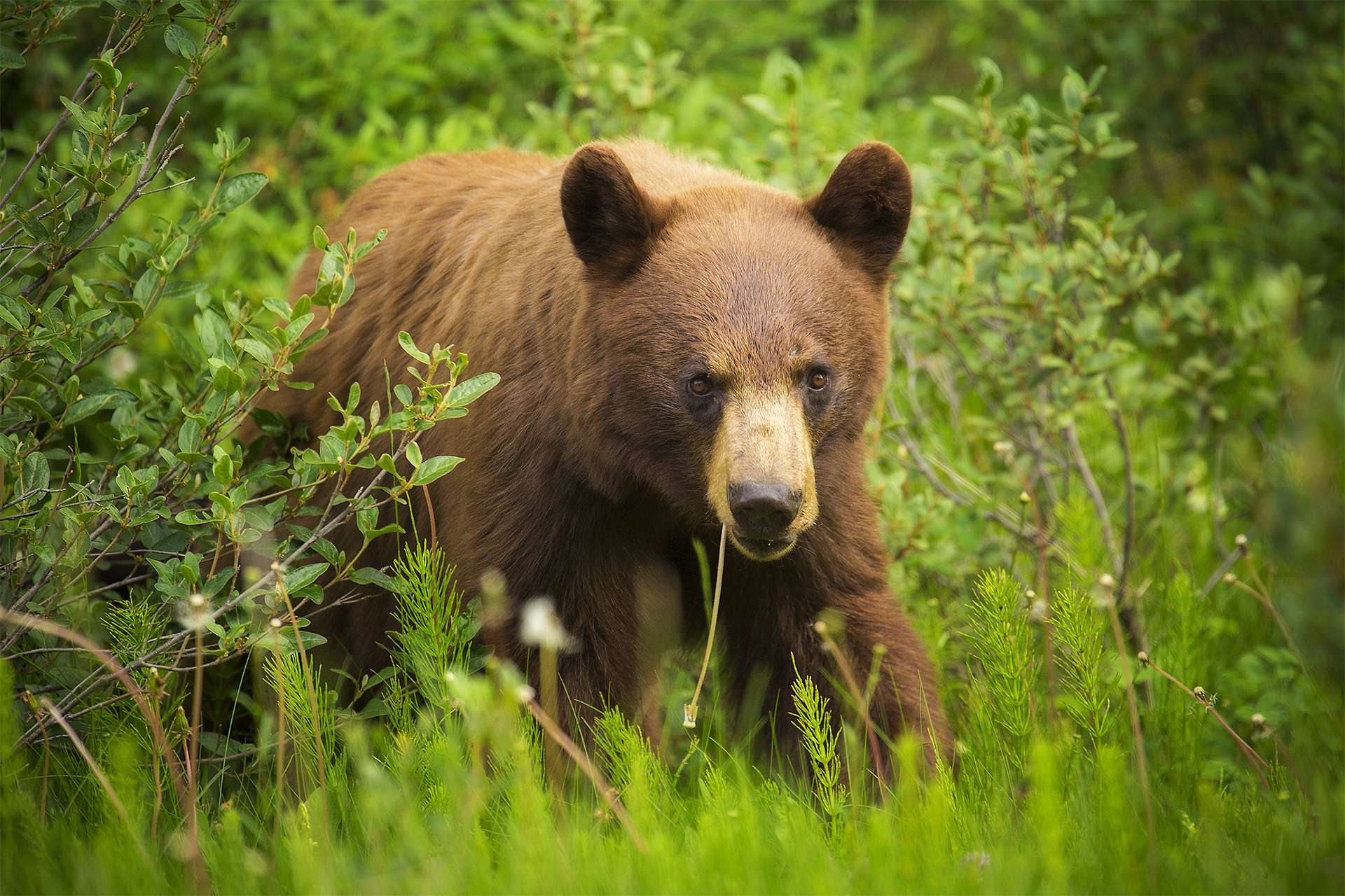 cinnamon black bear sow walks through the dense forest of Banff National Park Alberta TeamJiX