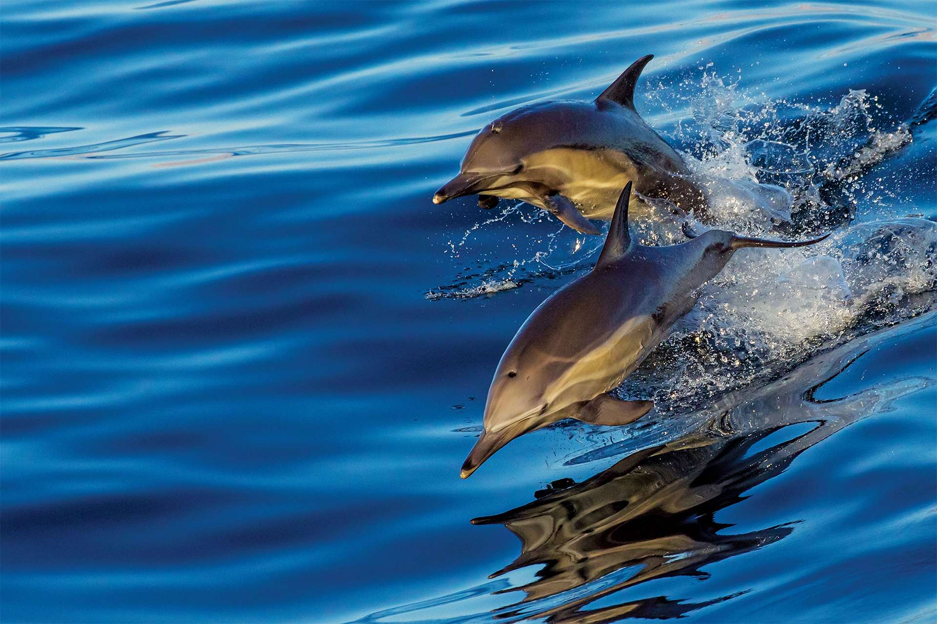 Long beaked Common Dolphins Delphinus delphis Gulf of California Sea of Cortez Baja California Mexico TeamJiX