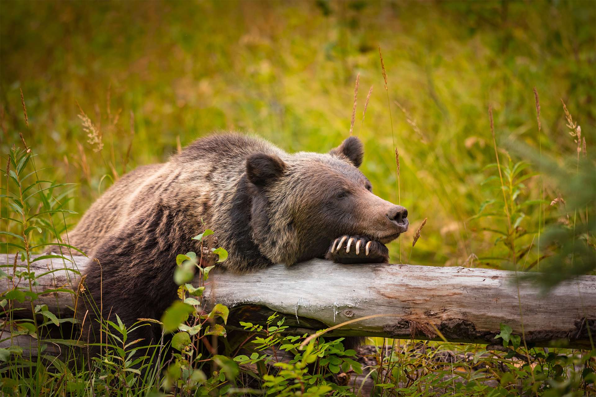 Wild Eastern Slopes Grizzly bear taking a rest in a mountain forest in summer Banff National Park Alberta Canada TeamJiX