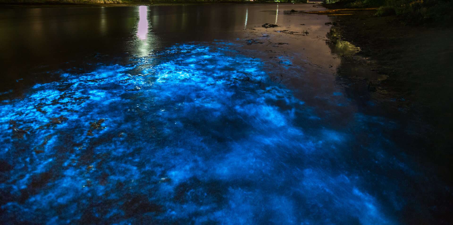 plancton bioluminiscente