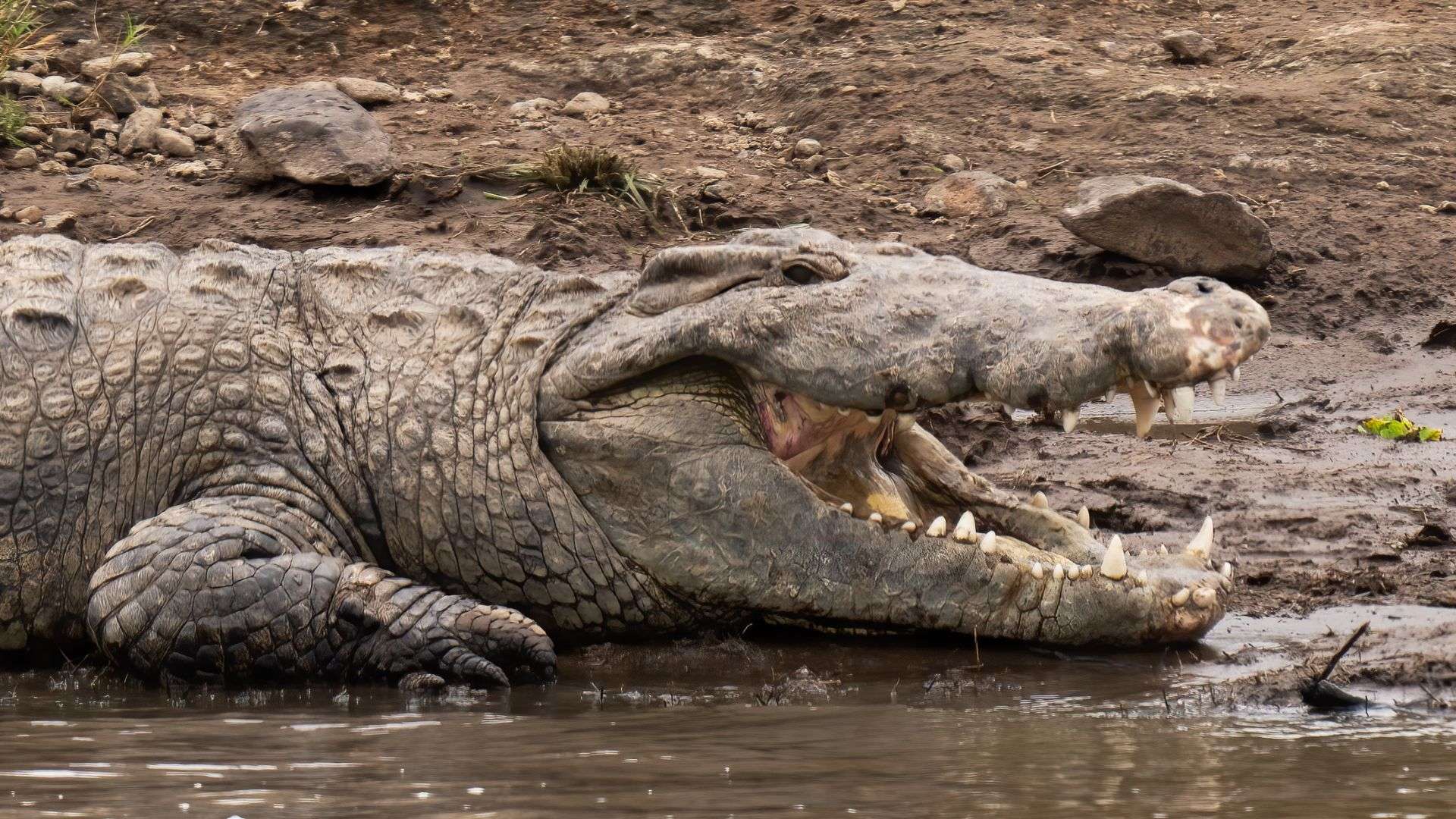 Crocodile up close in Mara Masai