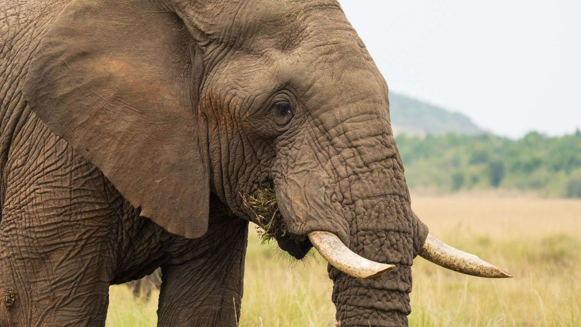 Elephant in Mara Masai