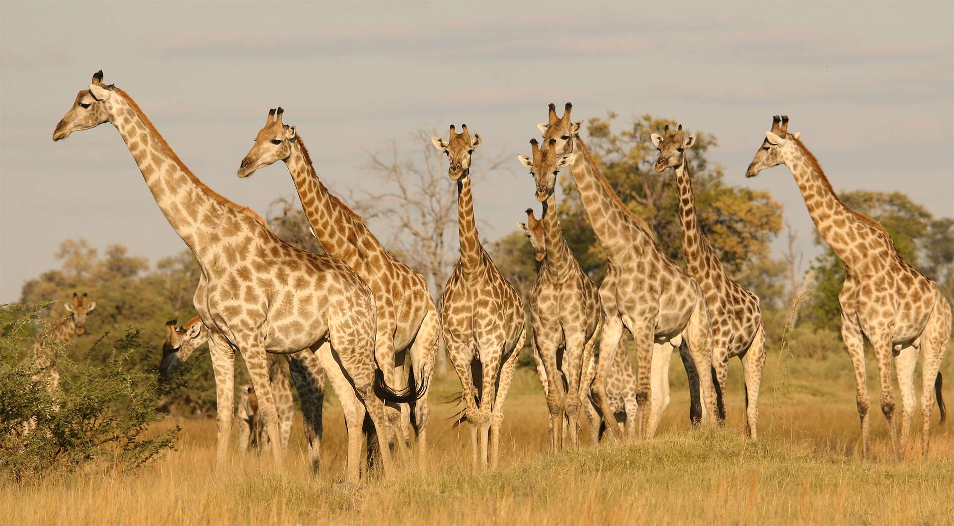 Family herd of giraffes Botswana TeamJiX