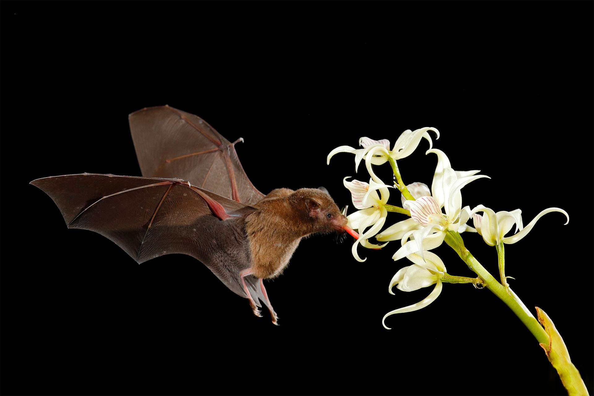Orange nectar bat, Lonchophylla robusta, flying bat in dark night. Nocturnal animal in flight with white orchid flower. Wildlife action scene from tropic nature, Costa Rica