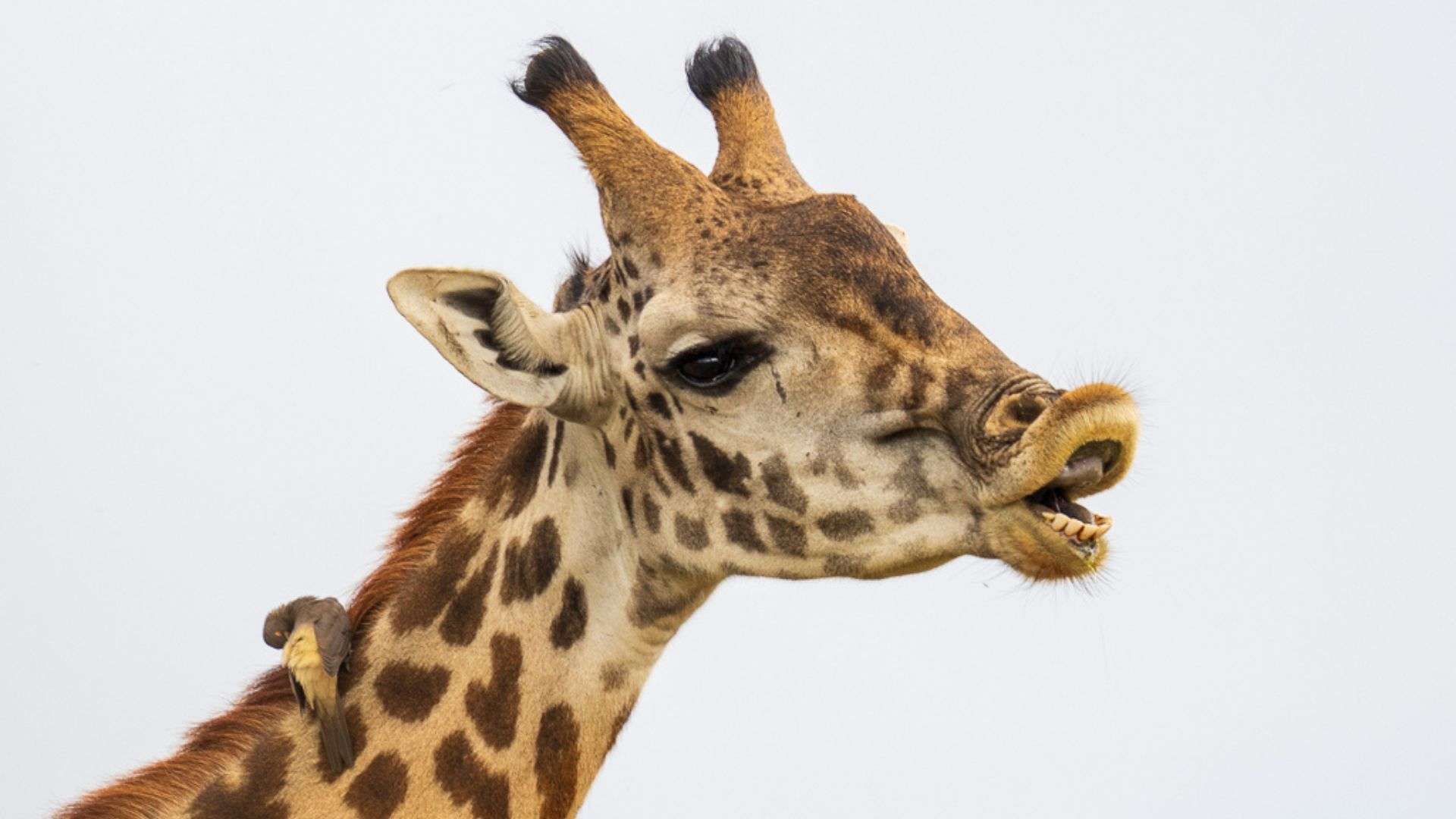 Giraffe up close in Mara Masai