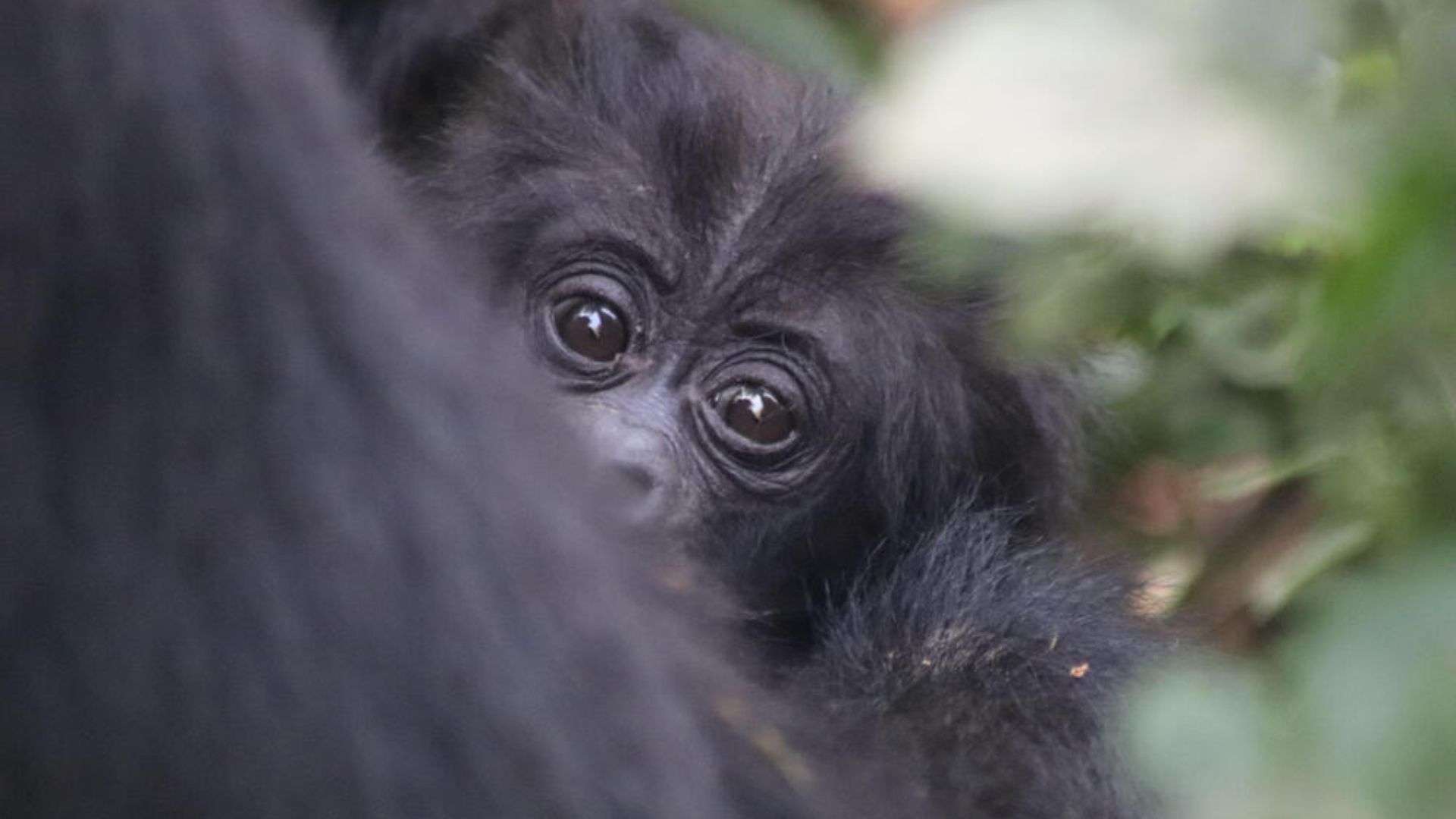 bebé gorila