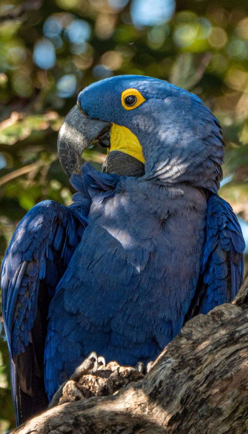 A hyacinth macaw in the Pantanal