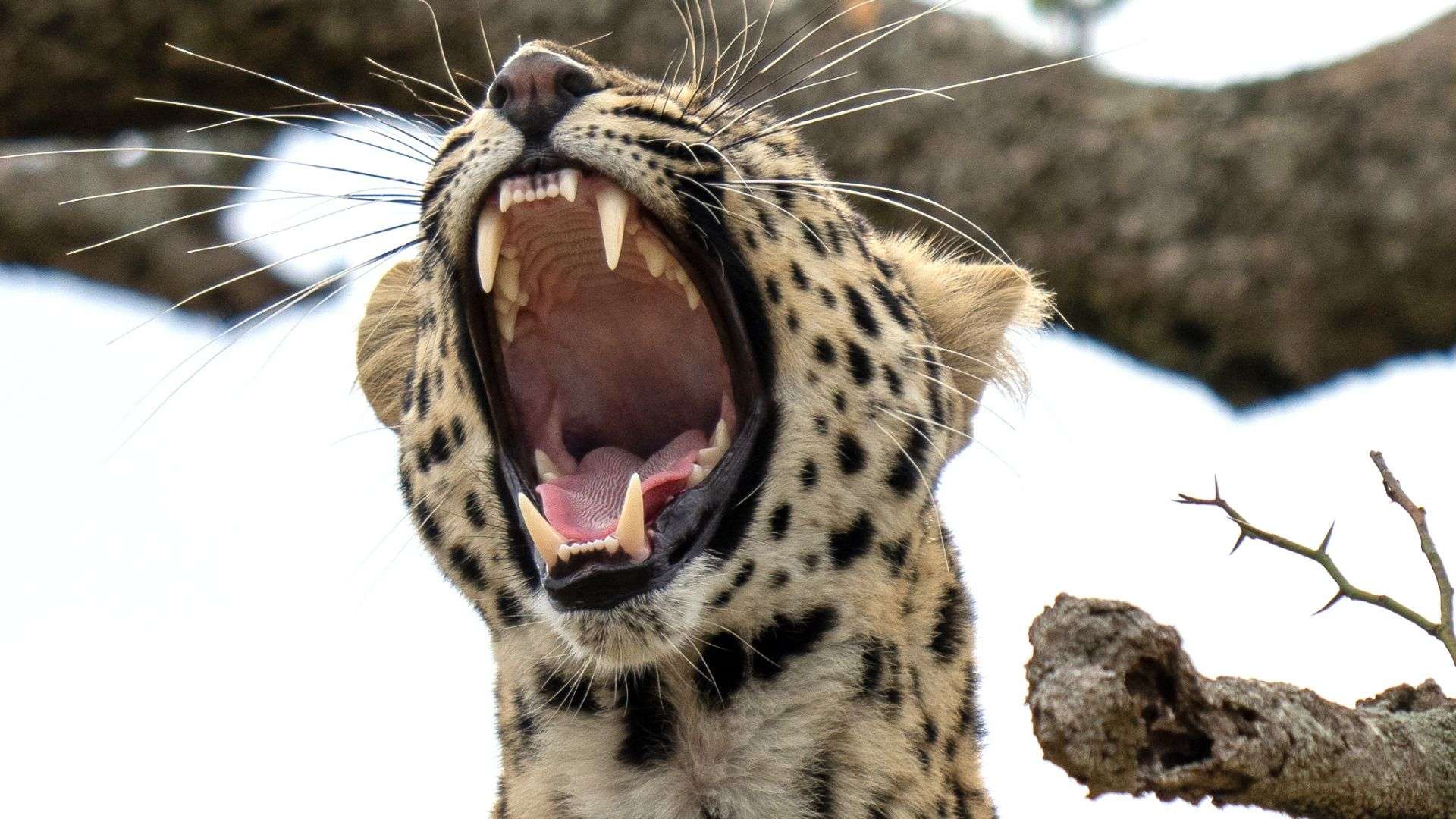Leopard's mouth in Mara Masai