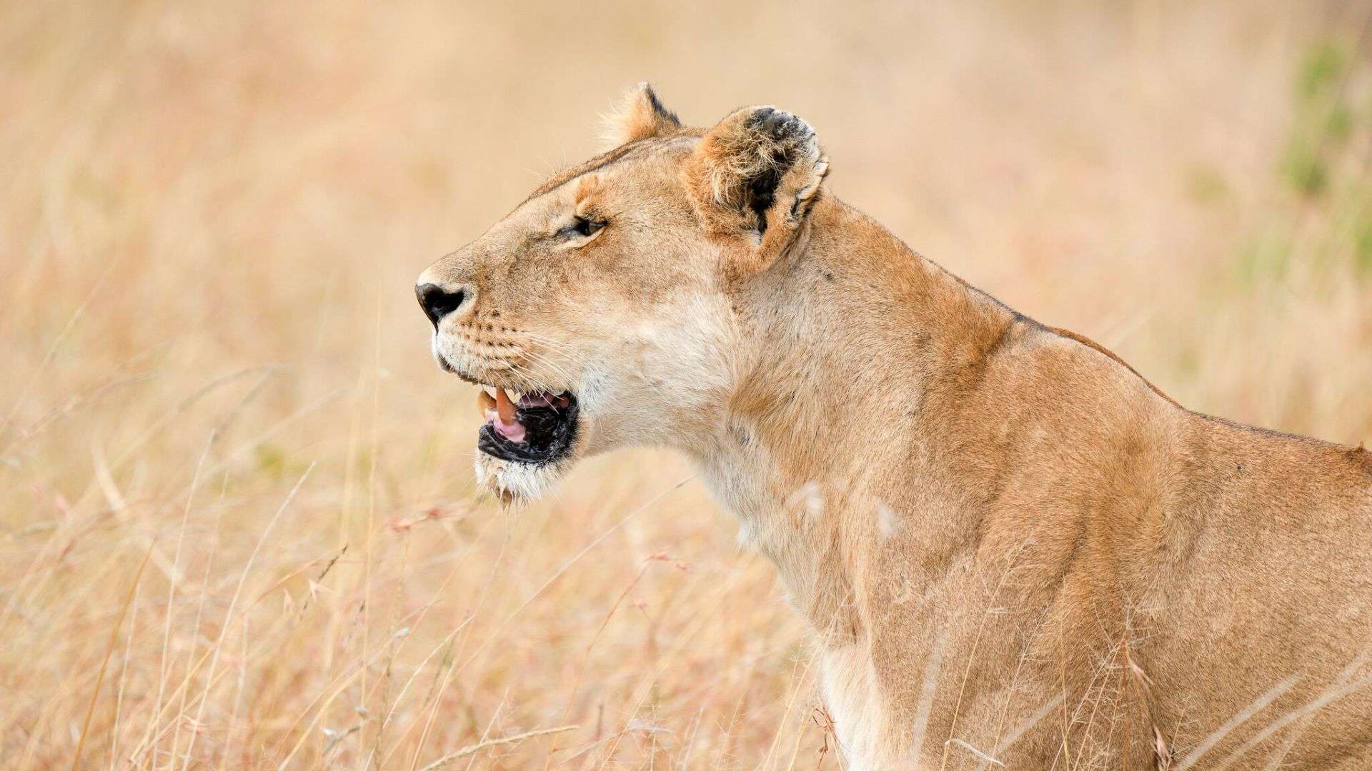 Lion up close in Mara Masai