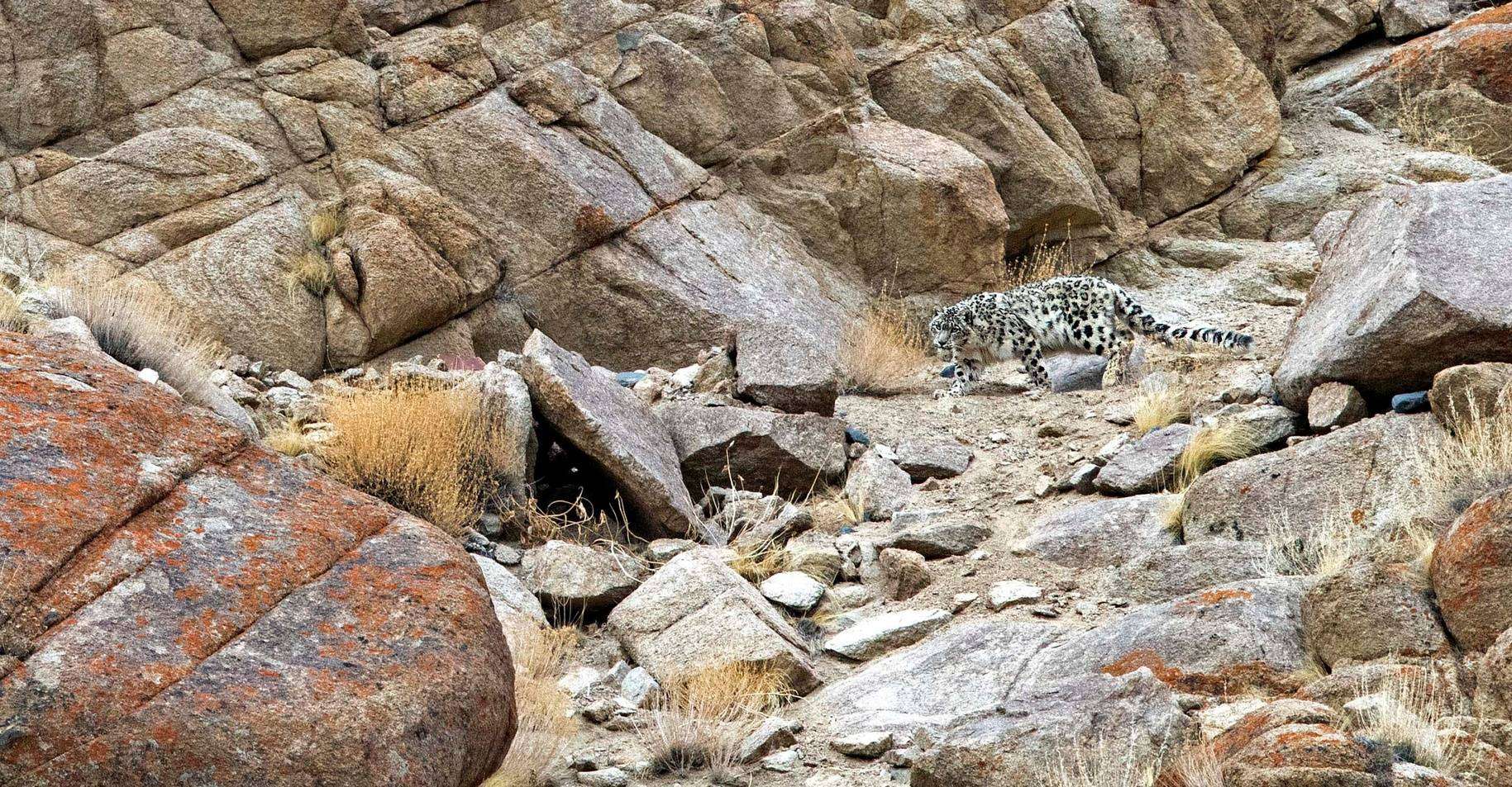 Snow leopard walks among boulders in Ladakh, India