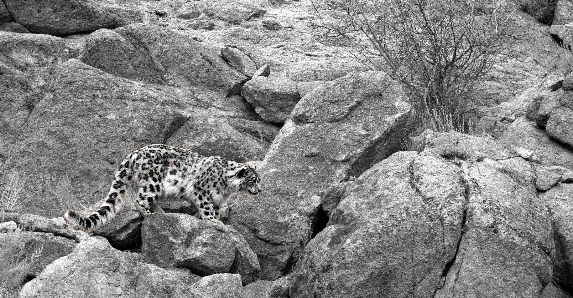 Snow leopard among boulders in the Himalayas