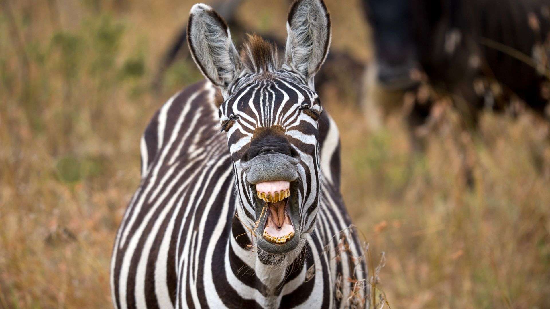 Zebra's mouth in Mara Masai