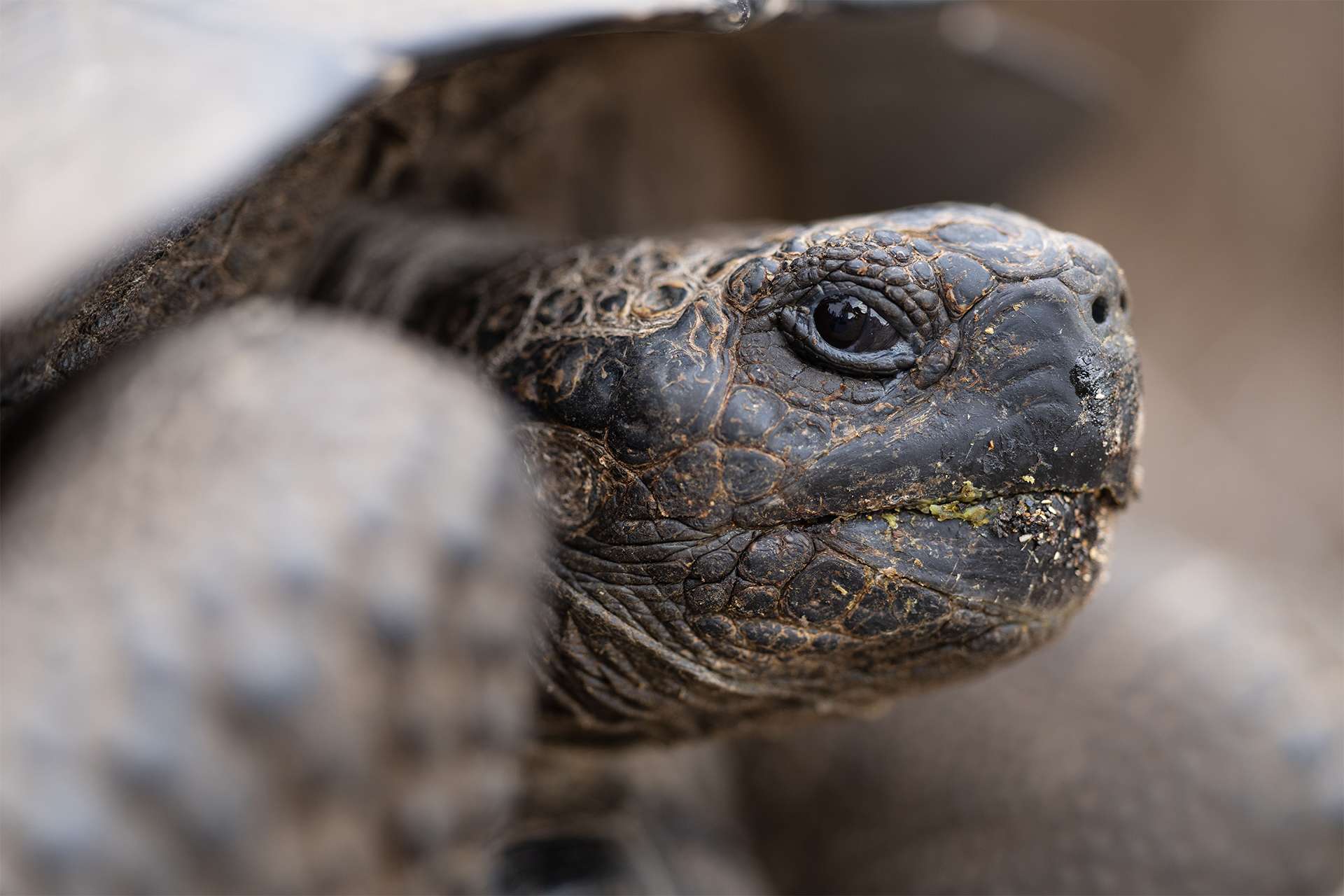 giant tortoise endangered species Galapagos tortoise ancient creature brink from extinction