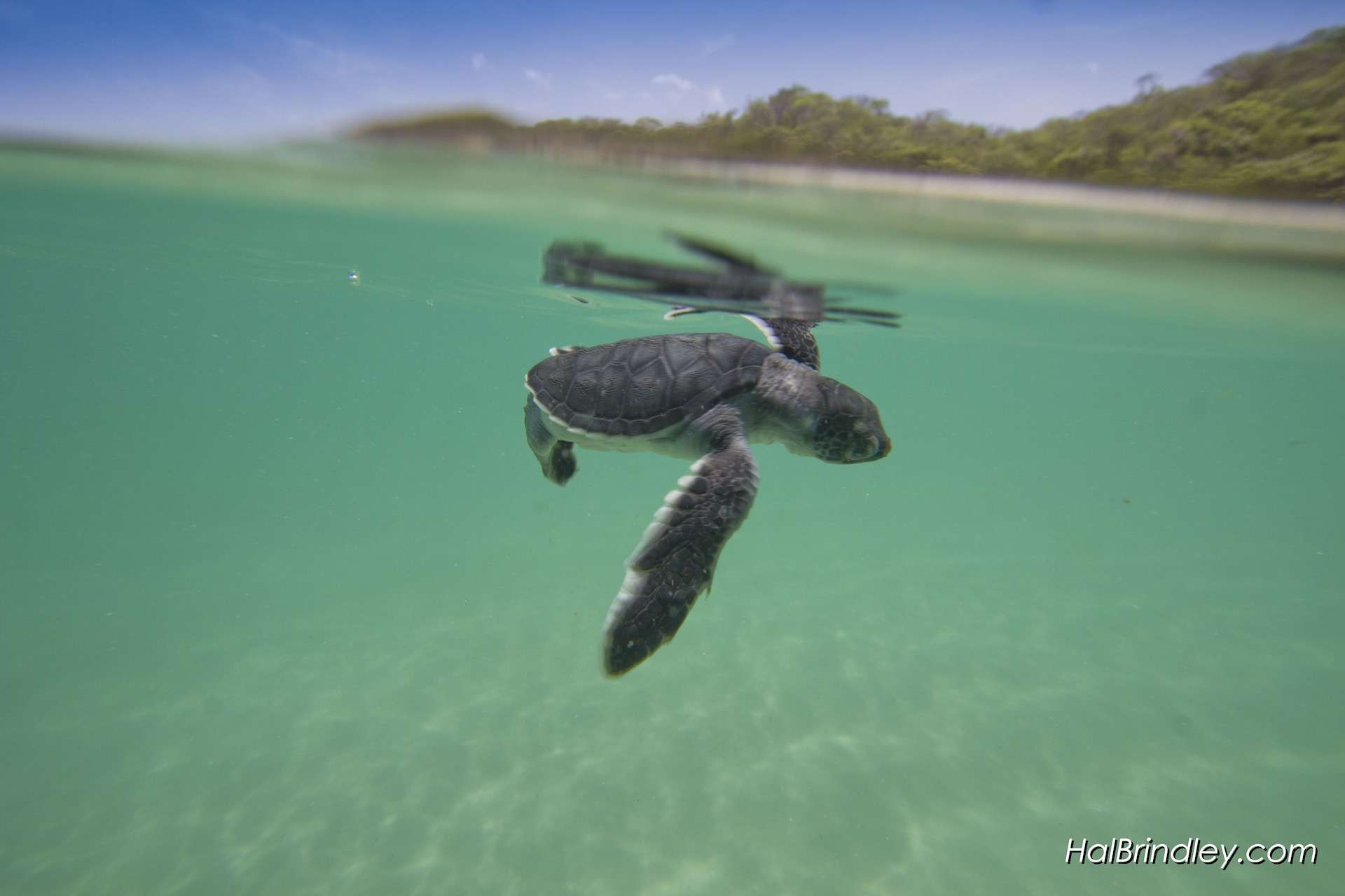 Baby sea turtle floating in the sea TeamJiX
