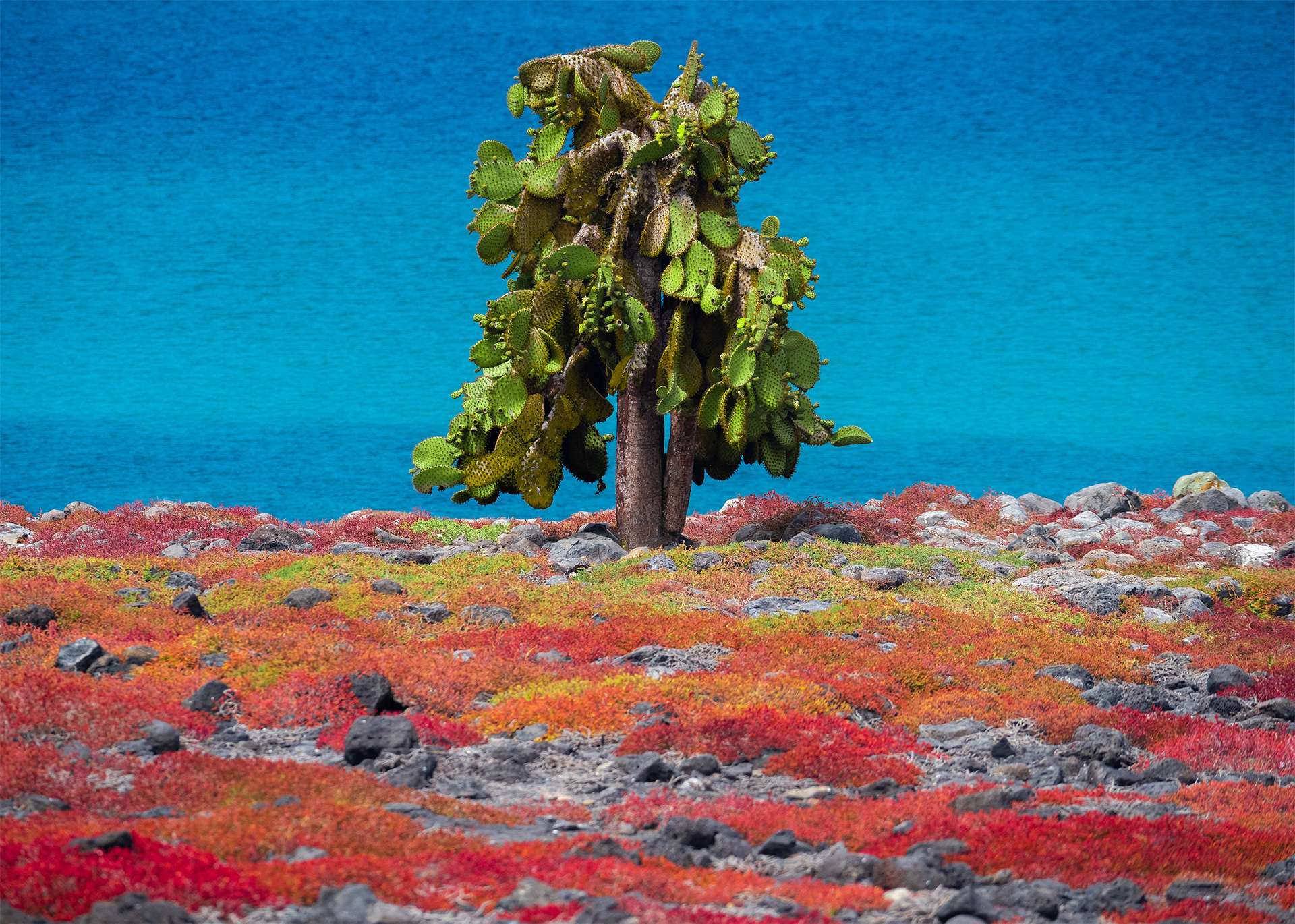 Cactus plant tree species plaza Island Galápagos Islands colorful vibrant landscape ocean and carpet plant species and volcanic rocks