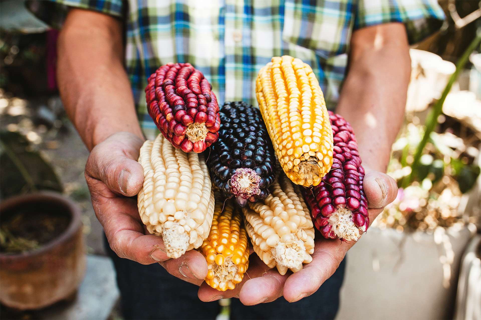Mexican Corn, maize dried blue corn cobs on hands in Mexico