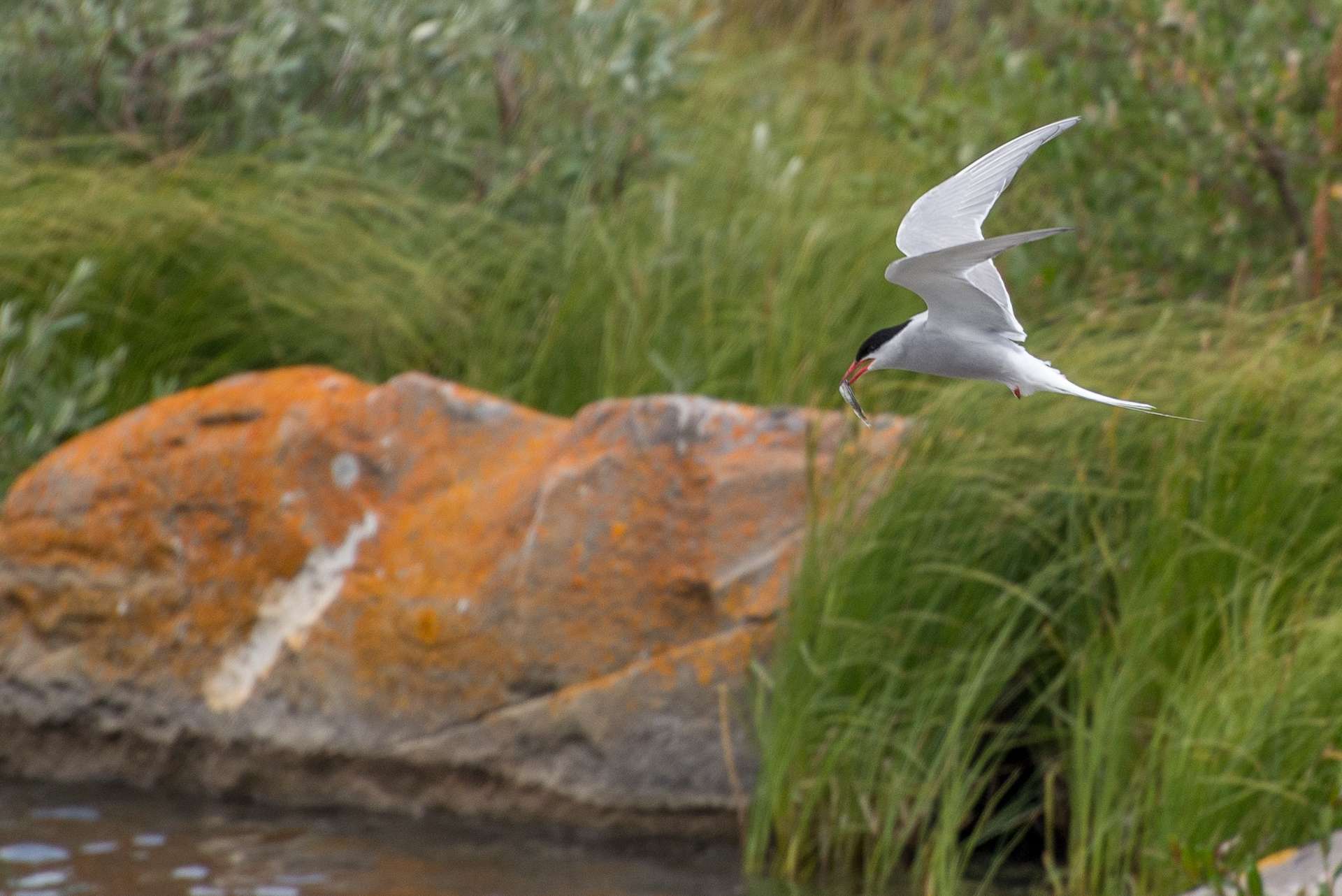 Arctic Tern at the edge of a pond TeamJiX