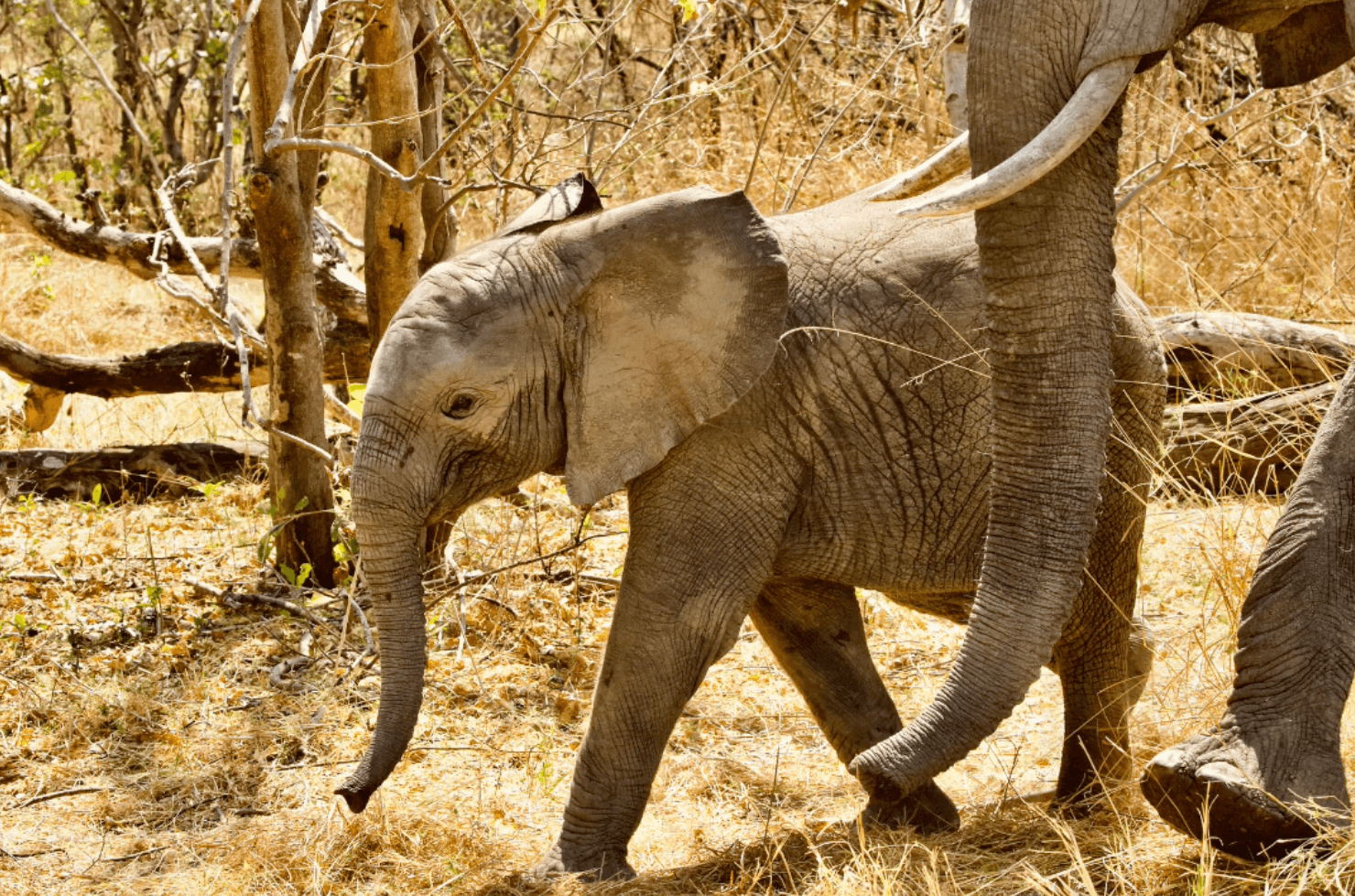 Botswana Baby Elephant