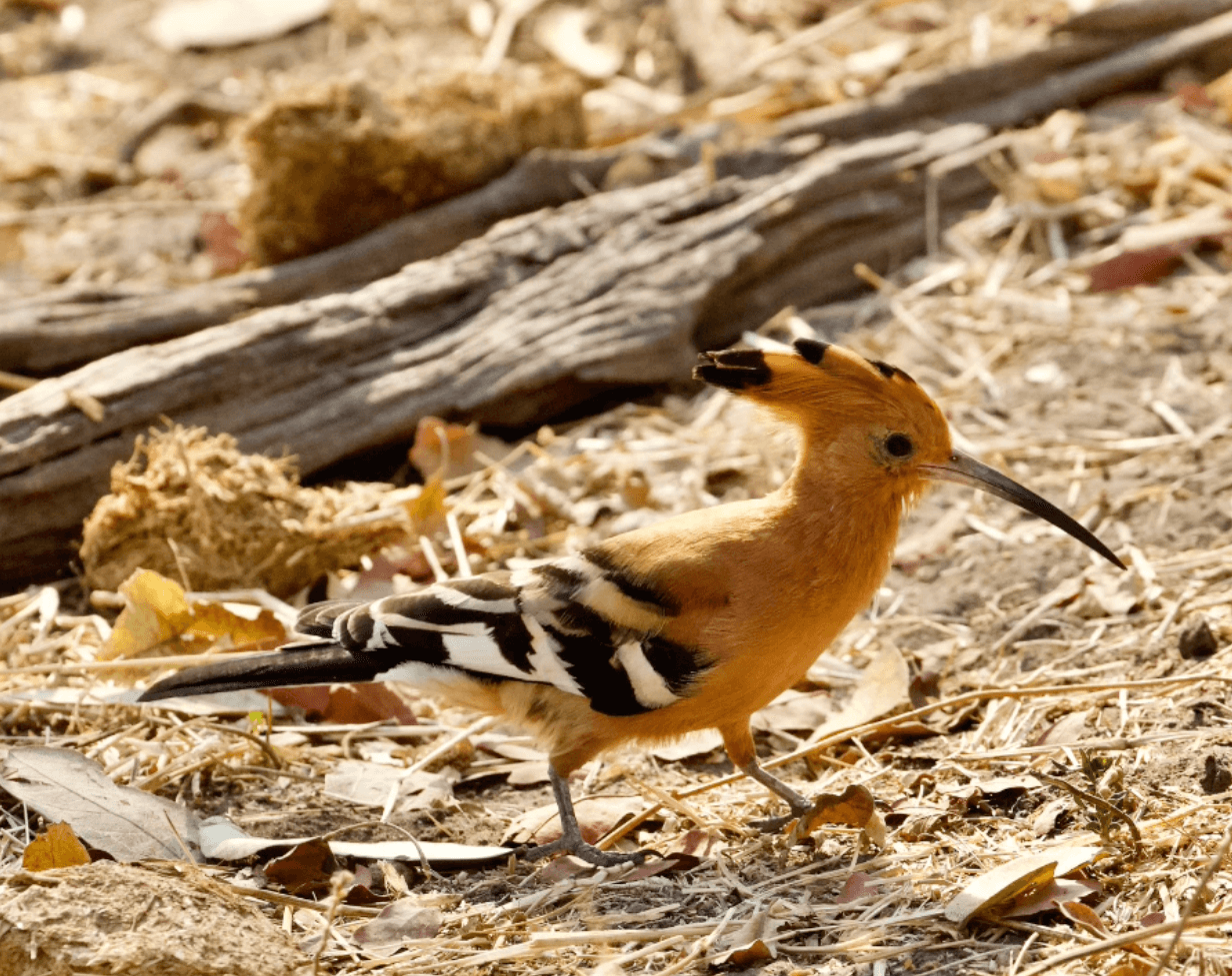 Botswana Bird