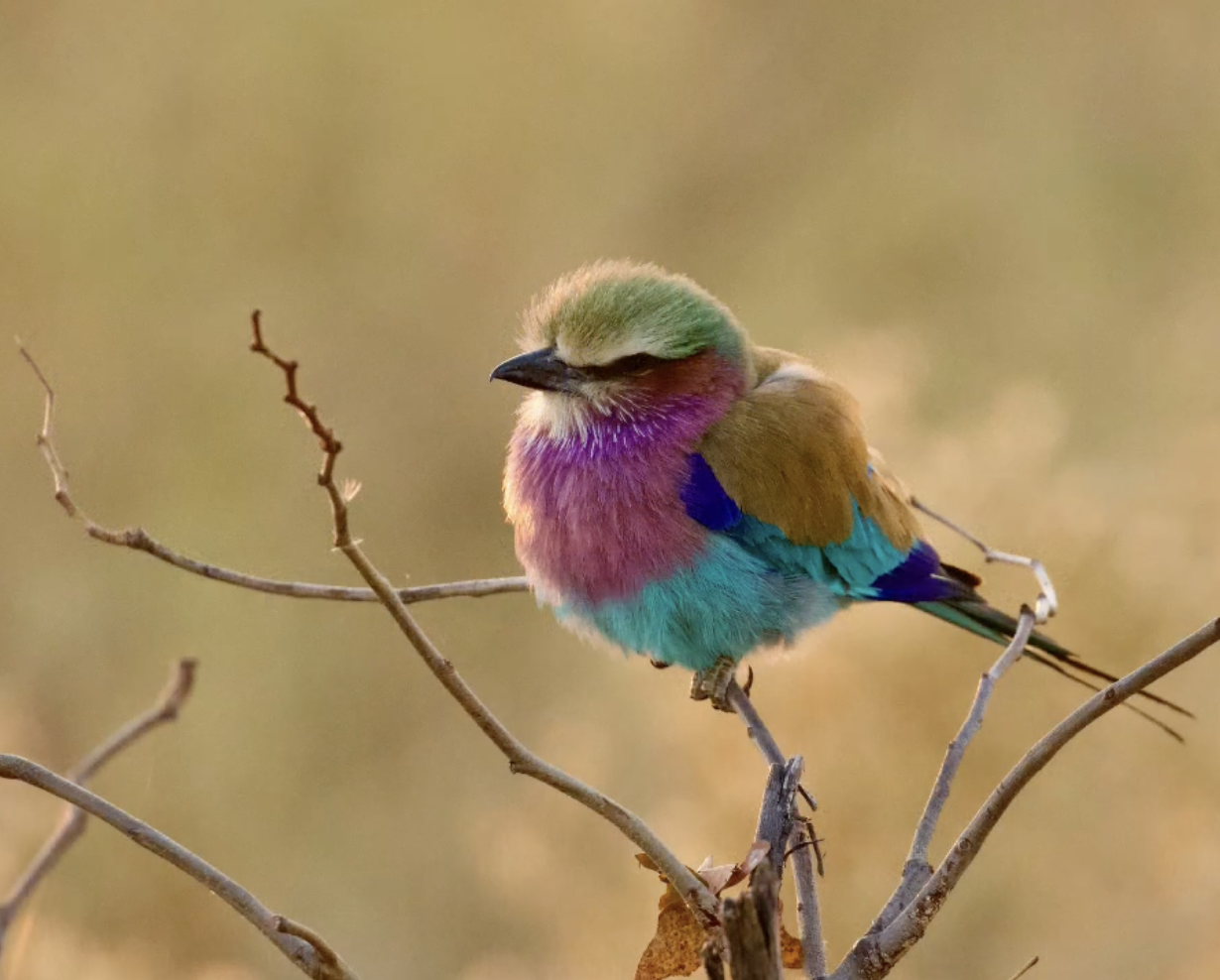 Botswana Bird