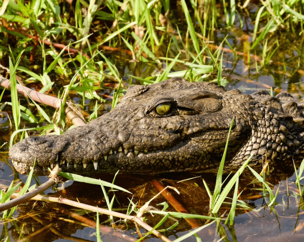 Botswana Crocodile