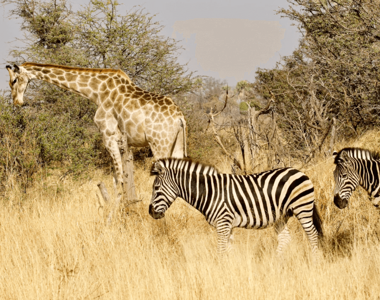 Botswana Giraffe and Zebras