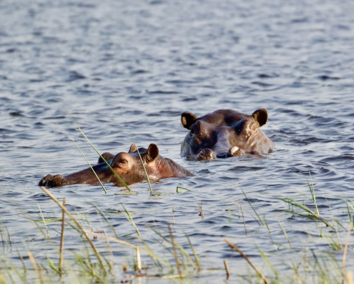 Botswana Hippos