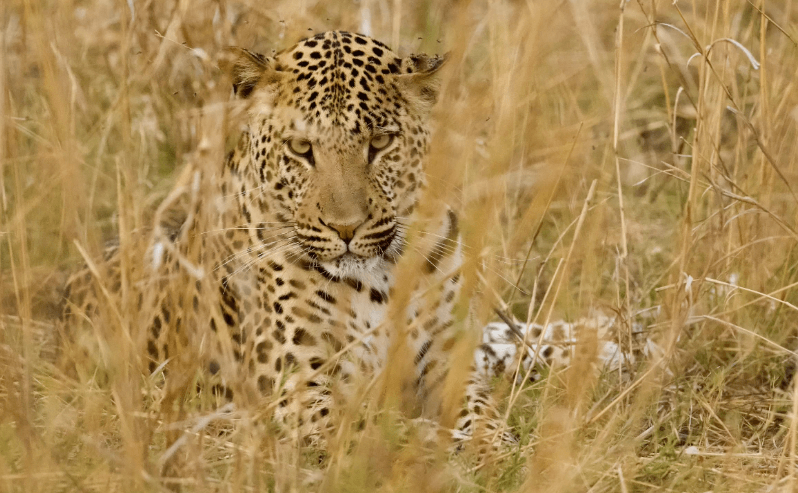 Botswana Leopard