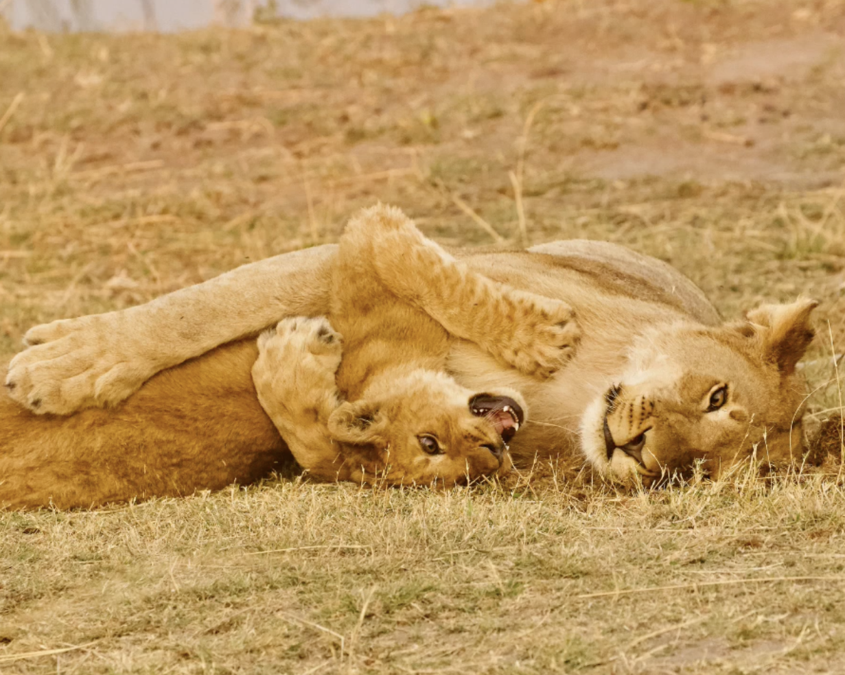 Botswana Lion Wrestle