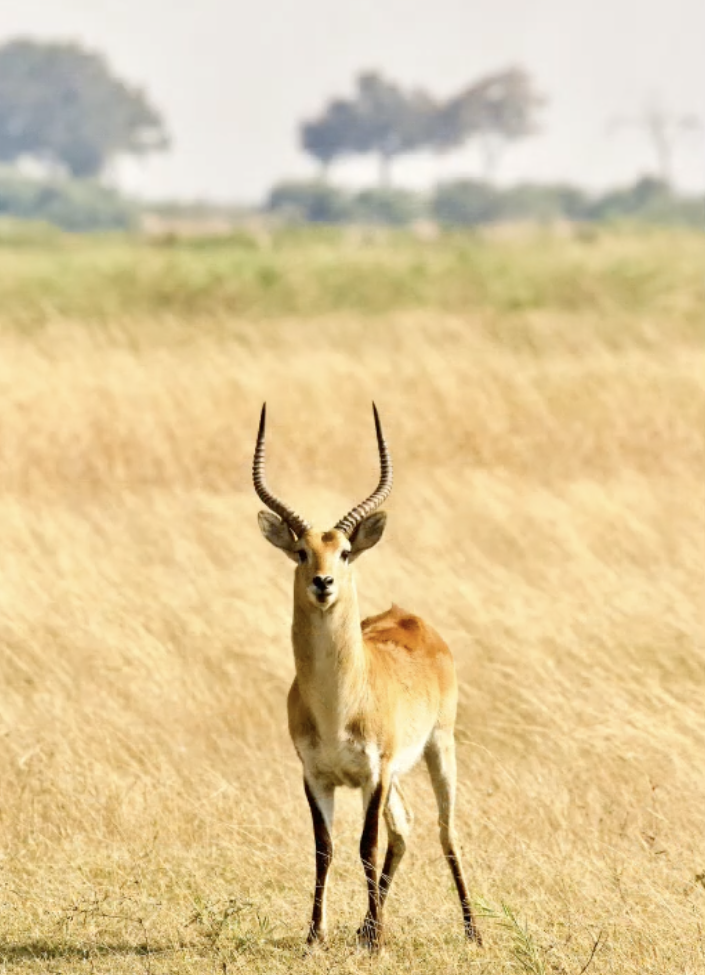 Botswana Ungulate