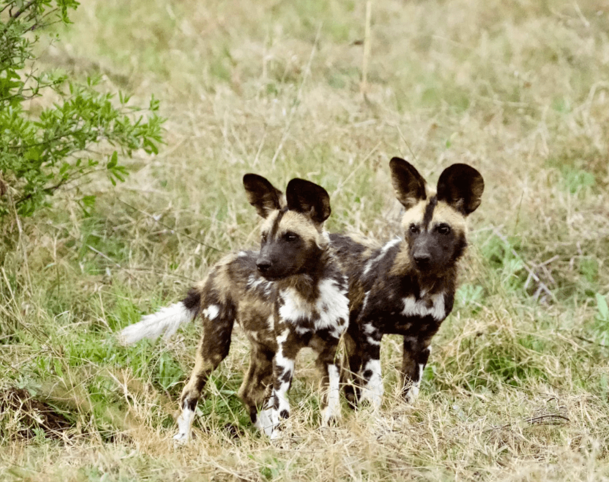 Botswana Wild Dog Puppies TeamJiX