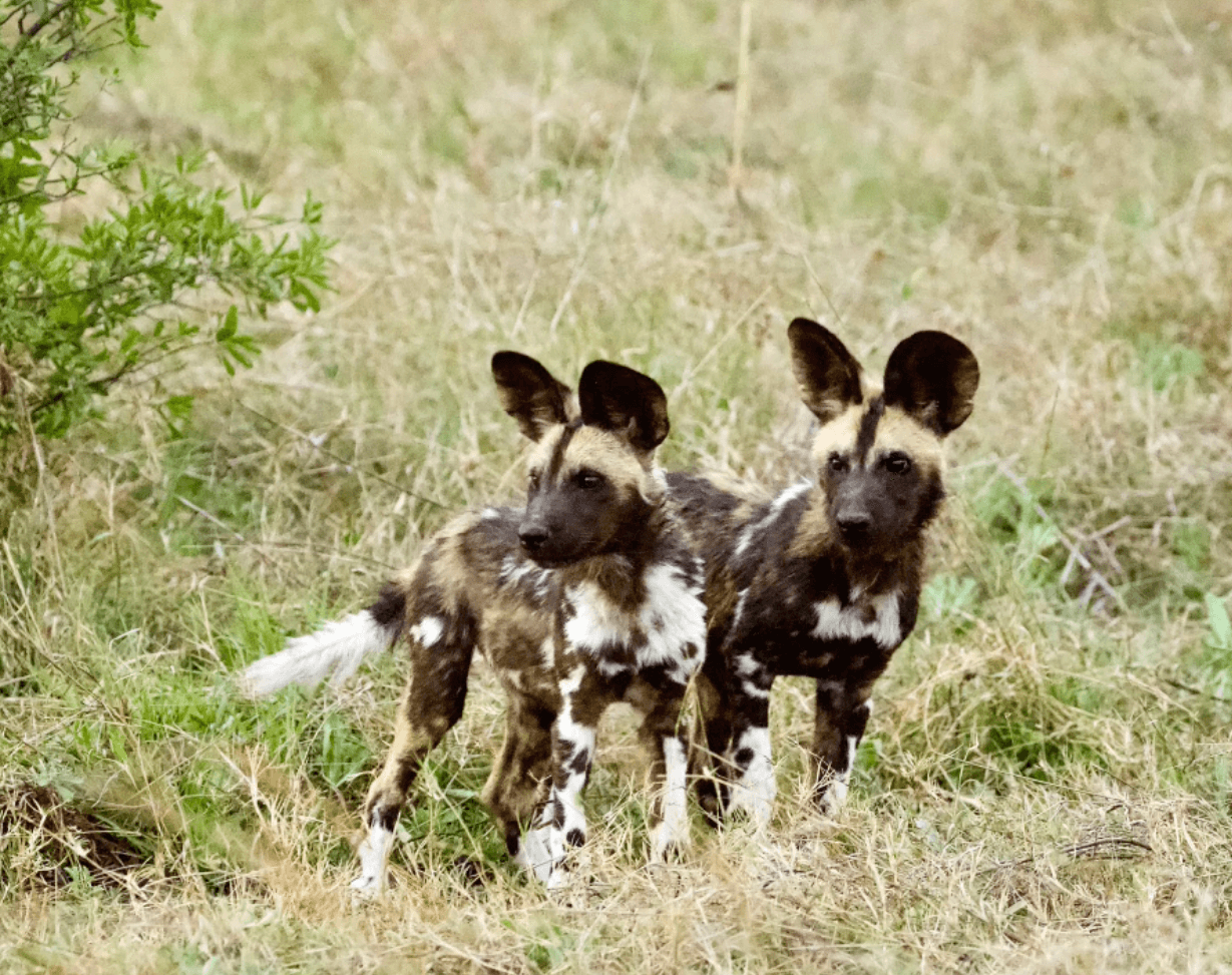 Botswana Wild Dog Puppies